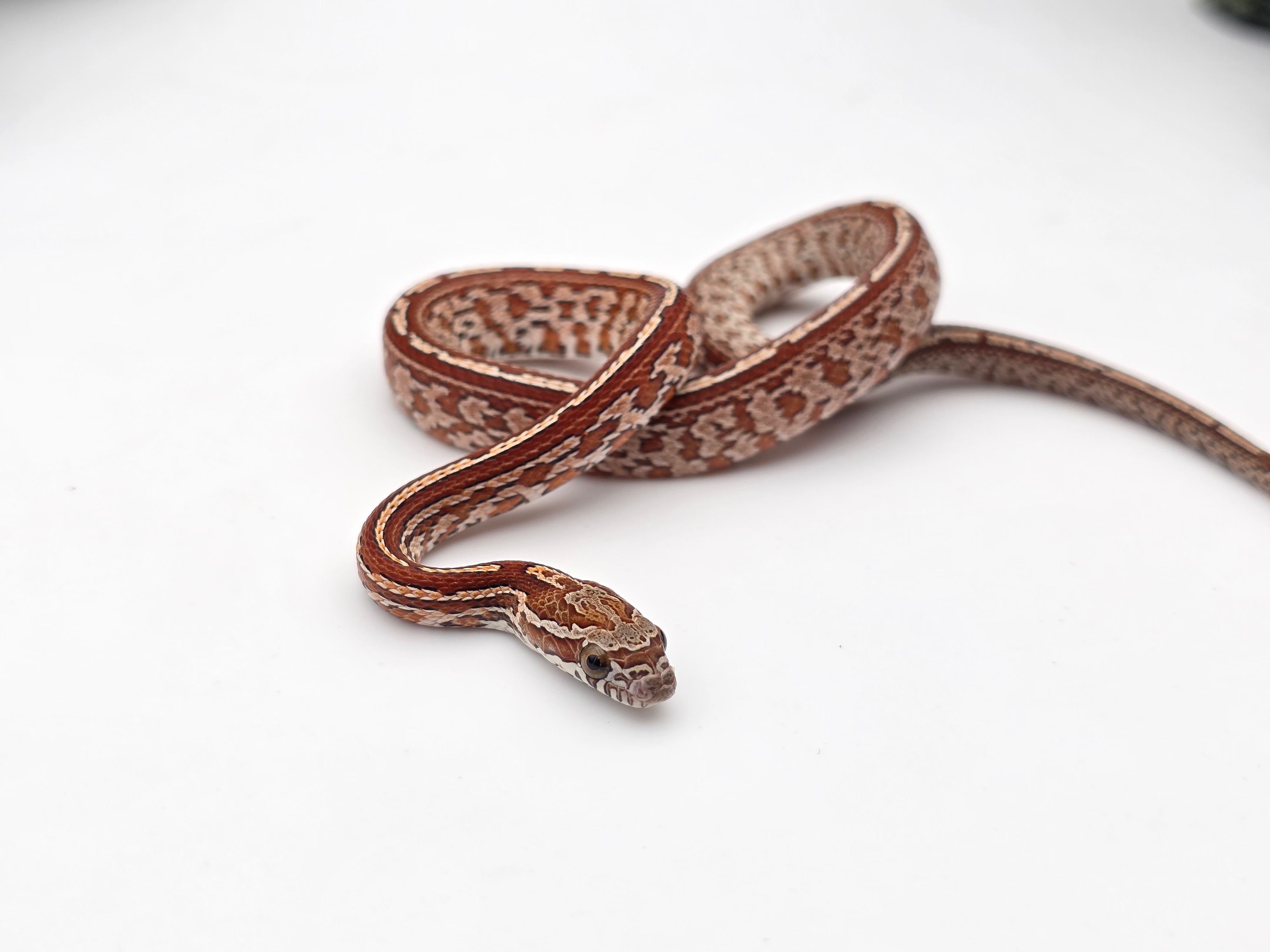 Pantherophis guttatus, jeune mÃ¢le nÃ© en 2025, "Tessera 66% het.palmetto,.albinos, lavender, stripe 50% het.caramel motley" Nom : HAROBO