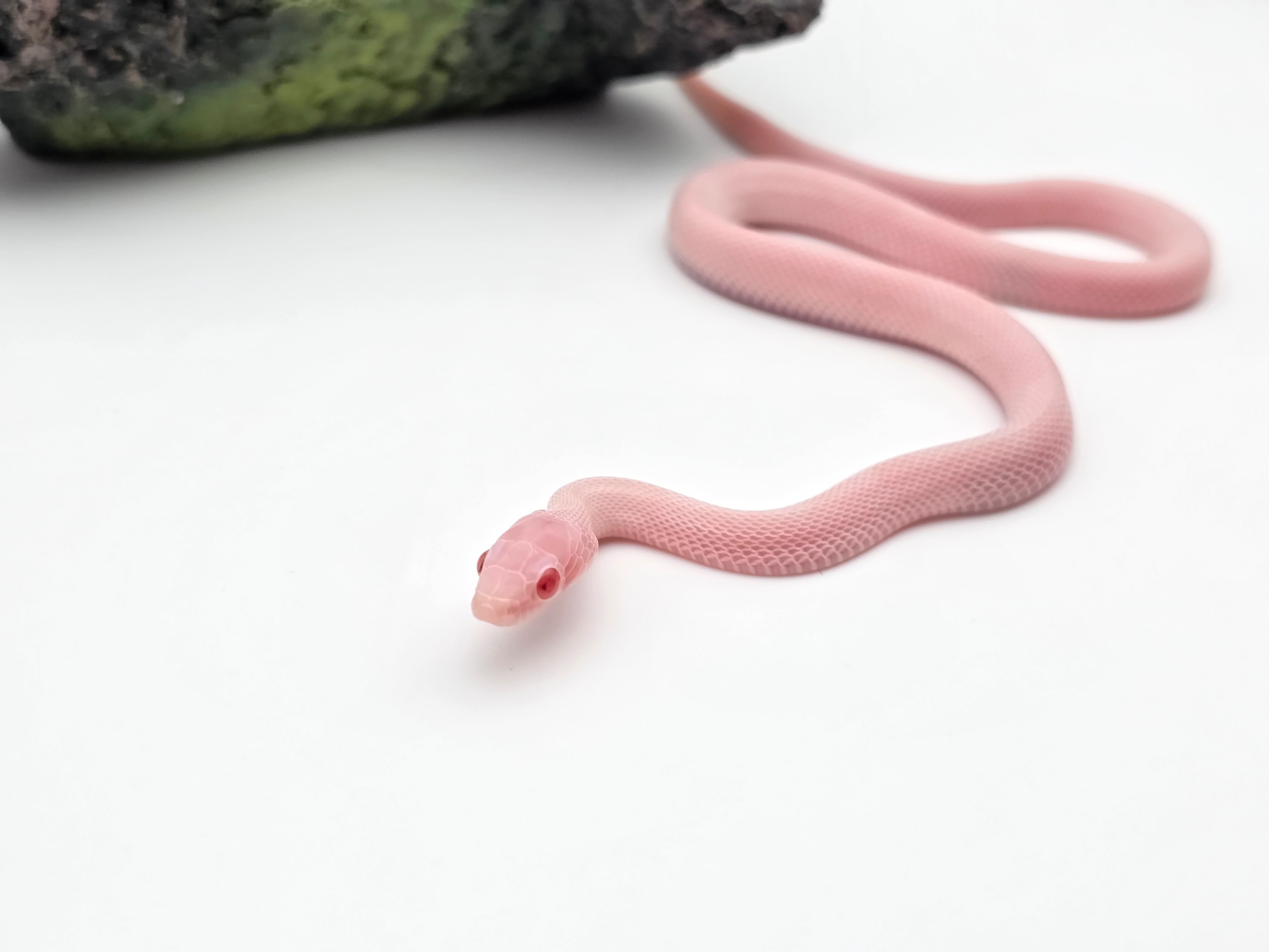 Pantherophis guttatus, jeune femelle nÃ©e en 2025, "Whiteout piedside (low)" Nom : WITANA