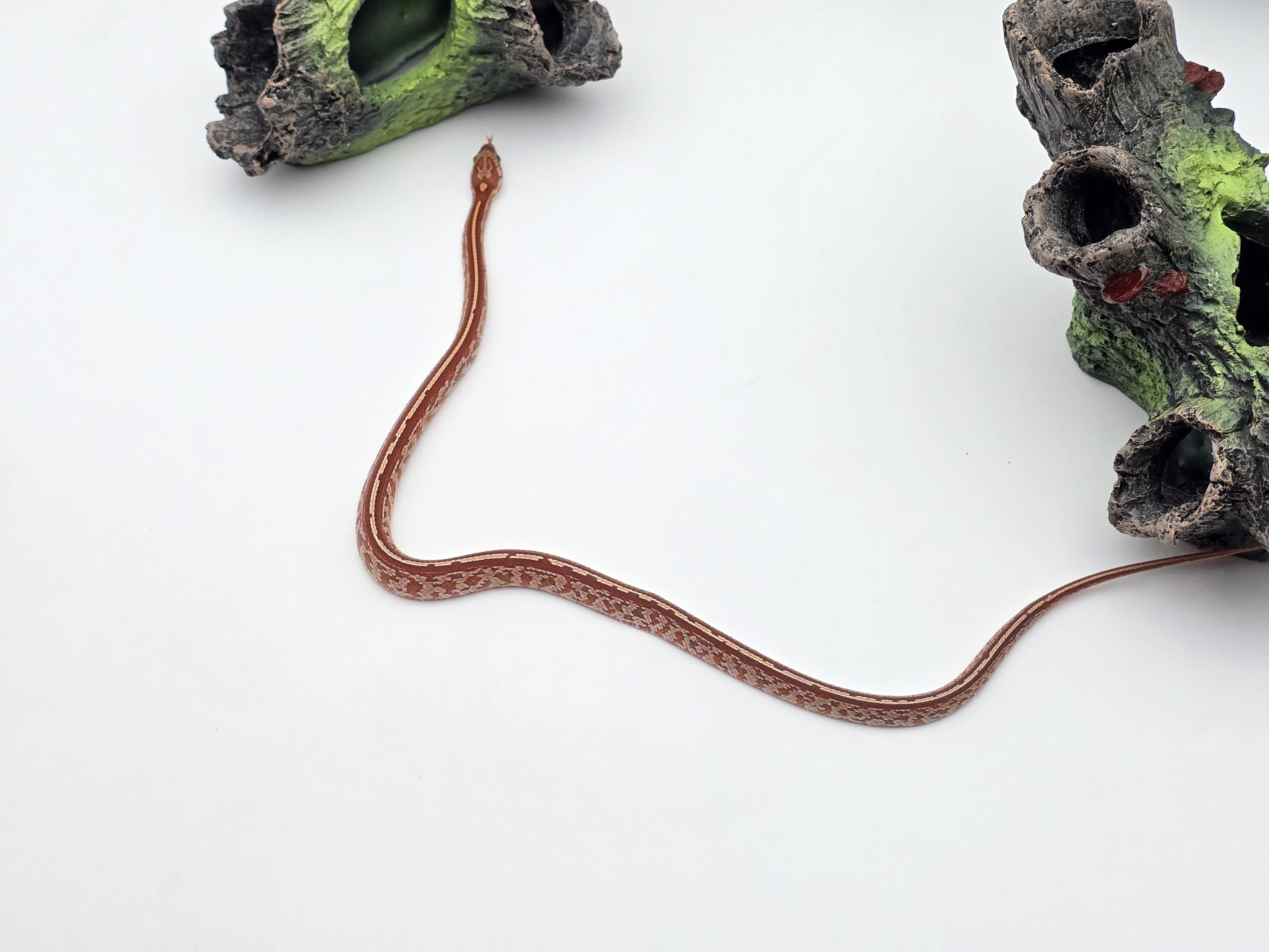 Pantherophis guttatus, jeune femelle nÃ©e en 2025, "Tessera 66% het.palmetto,. albinos, lavender, stripe 50% het.caramel motley" Nom : ESTILA