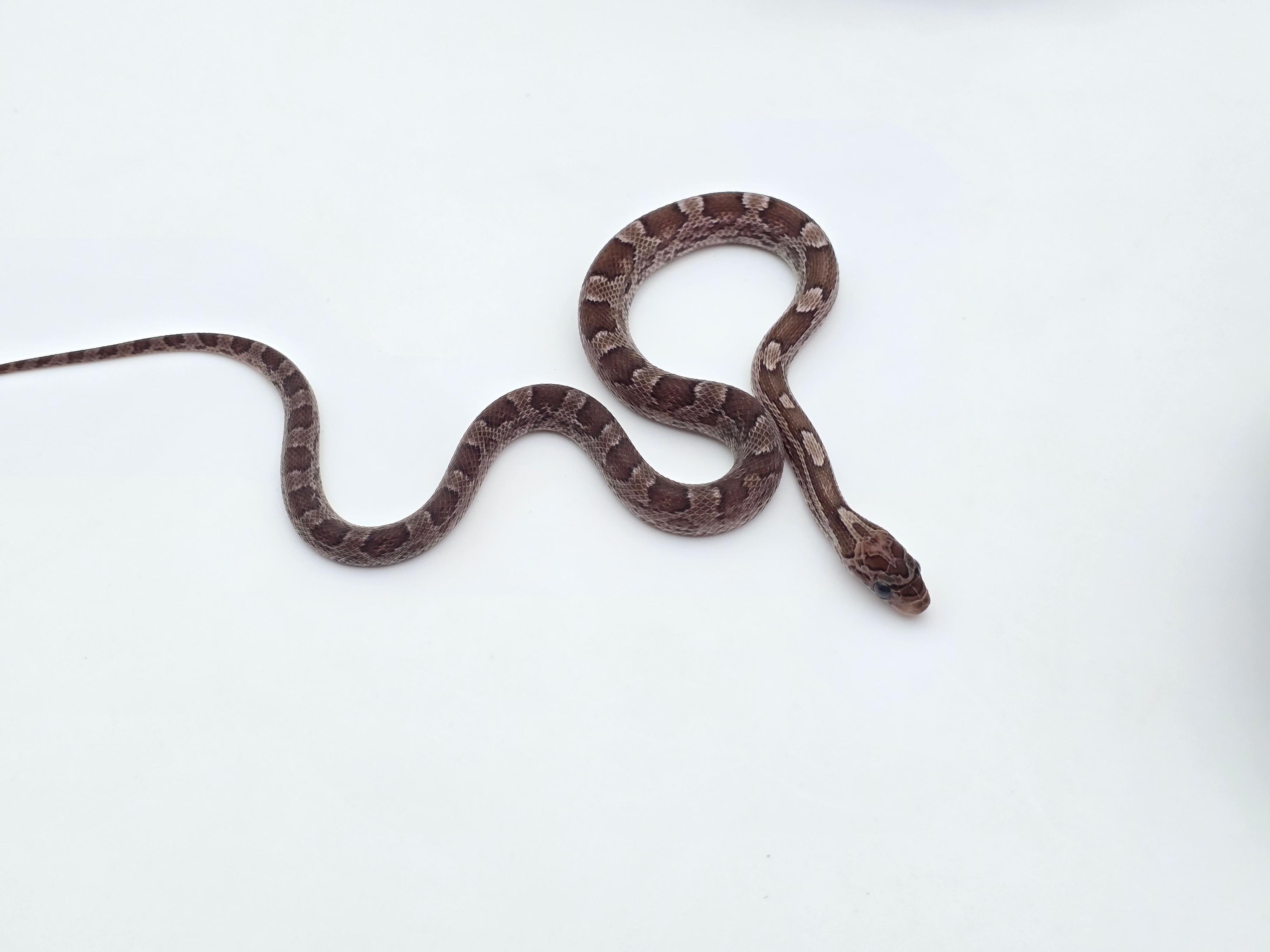 Pantherophis guttatus, jeune femelle nÃ©e en 2025, "Pewter piedside (low) 66% het.albinos" Nom : FIELA
