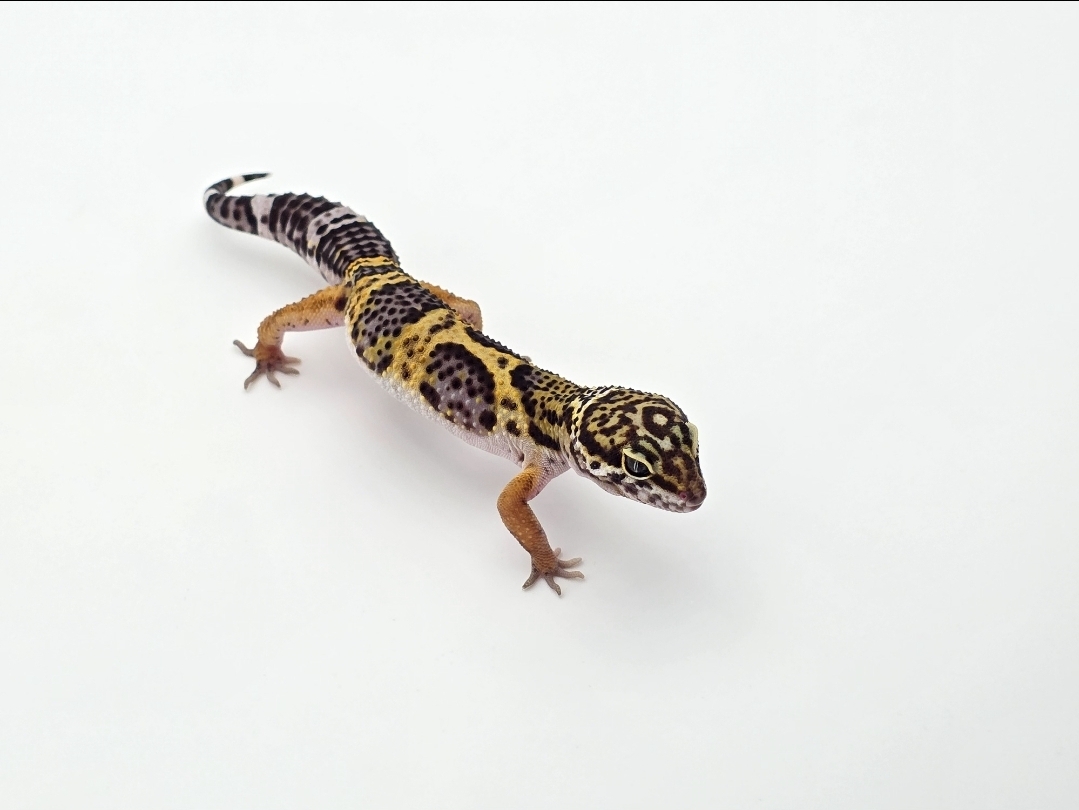 Eublepharis macularius, femelle nÃ©e en 2025, "Black night", Nom/rÃ©fÃ©rence : BAGA