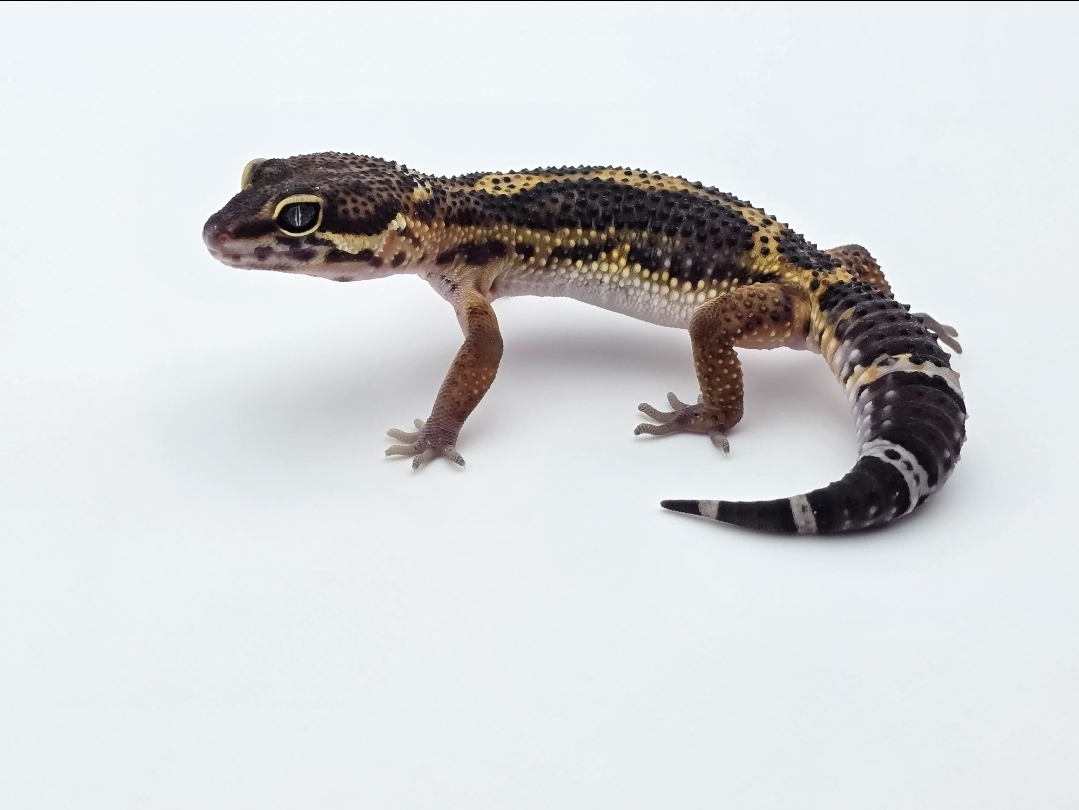 Eublepharis macularius, femelle nÃ©e en 2025, "Black night bold stripe/jungle", Nom/rÃ©fÃ©rence : MACKA