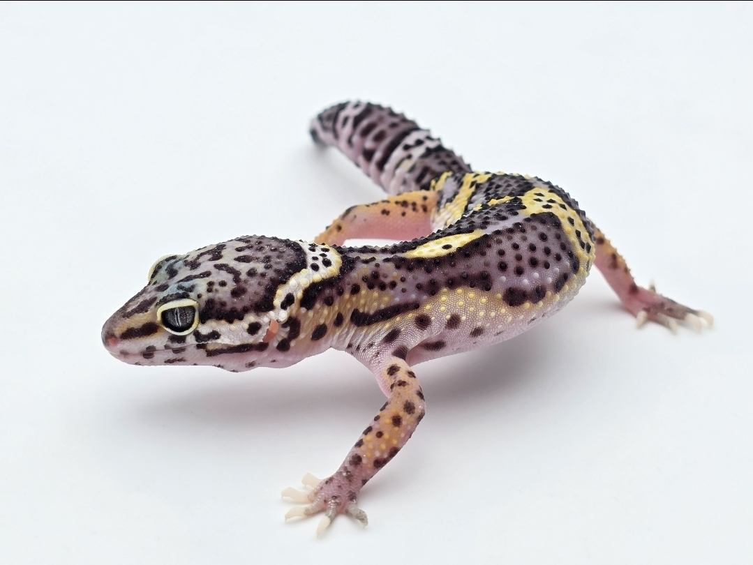 Eublepharis macularius, Femelle nÃ©e en 2025, projet PANDA PIED ! "Mack snow black night 100% het.eclipse", Nom/rÃ©fÃ©rence : DRYONA