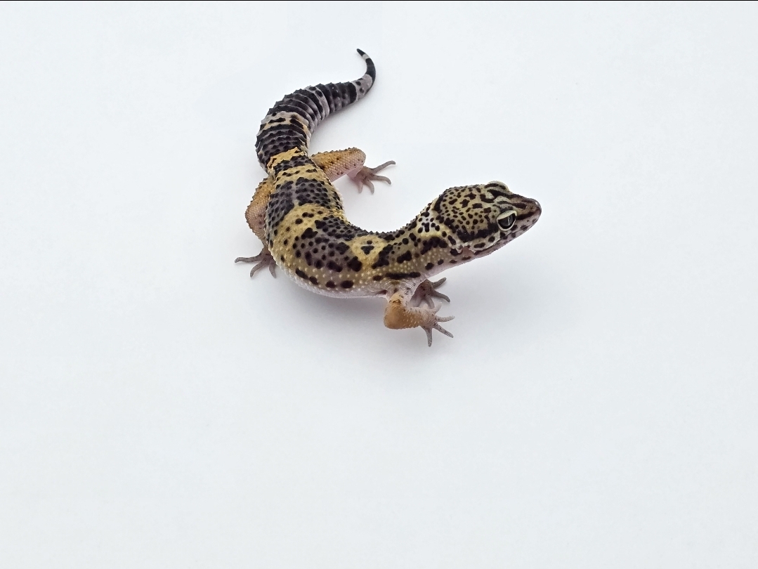 Eublepharis macularius, Femelle nÃ©e en 2025, "Black night", Nom/rÃ©fÃ©rence : BACONA