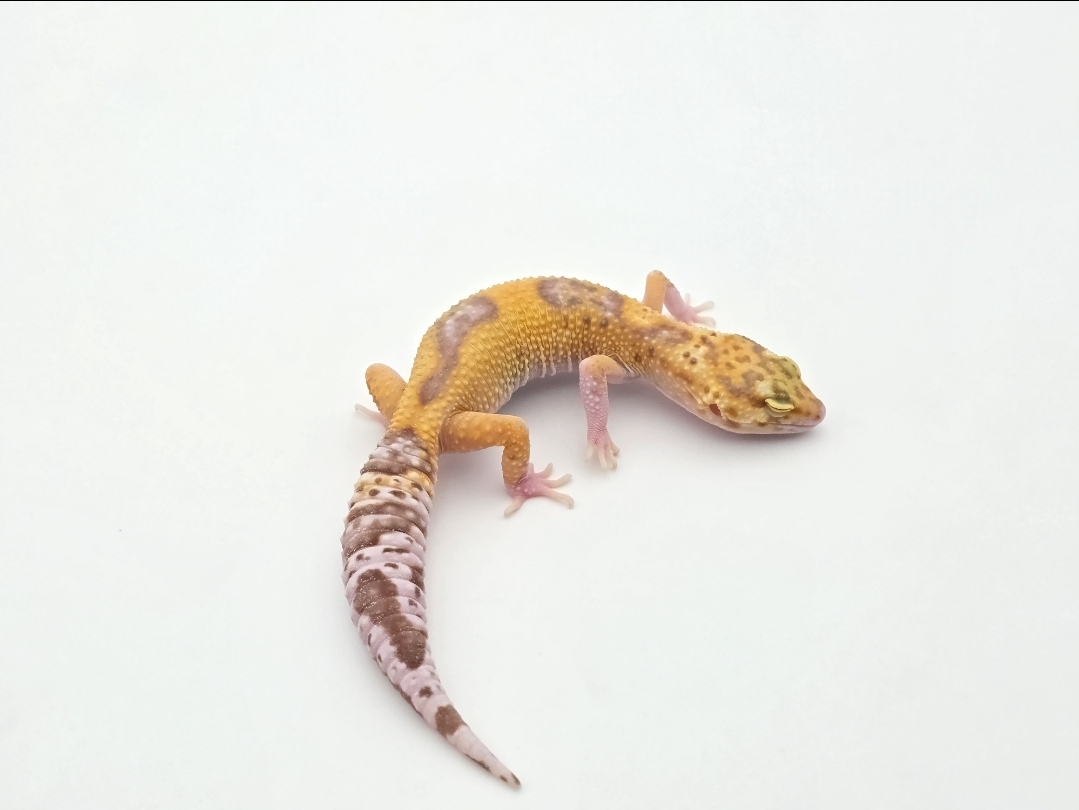 Eublepharis macularius, TSD femelle nÃ©e en 2025, "Mack snow eclipse (partial eyes) tremper jungle (possible bandit)", Nom/rÃ©fÃ©rence : TEMPTA