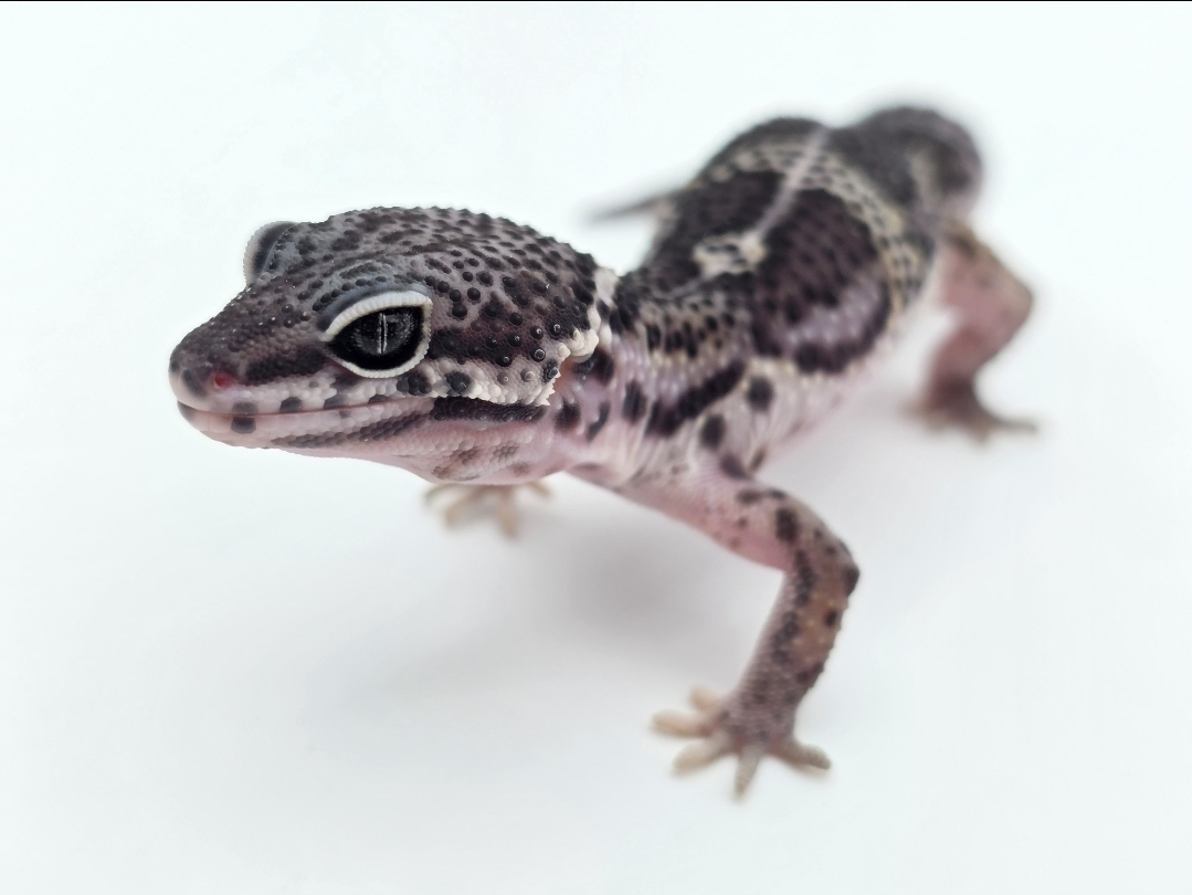 Eublepharis macularius, Femelle nÃ©e en 2025, "Mack snow black night (full black) jungle 66% het.eclipse", Nom/rÃ©fÃ©rence : DERTONA