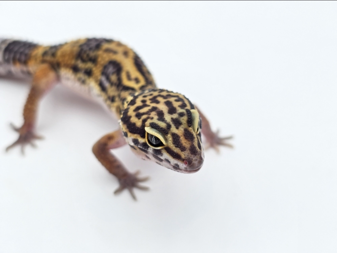 Eublepharis macularius, femelle nÃ©e en 2025, "Black night jungle", Nom/rÃ©fÃ©rence : NIGHTA