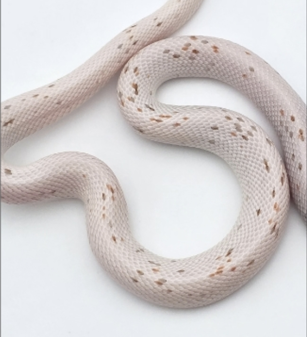 Pantherophis guttatus, jeune mÃ¢le nÃ© en 2025, "Palmetto 66% het.albinos, lavender, stripe 50% het.caramel motley" Nom : GIRELO