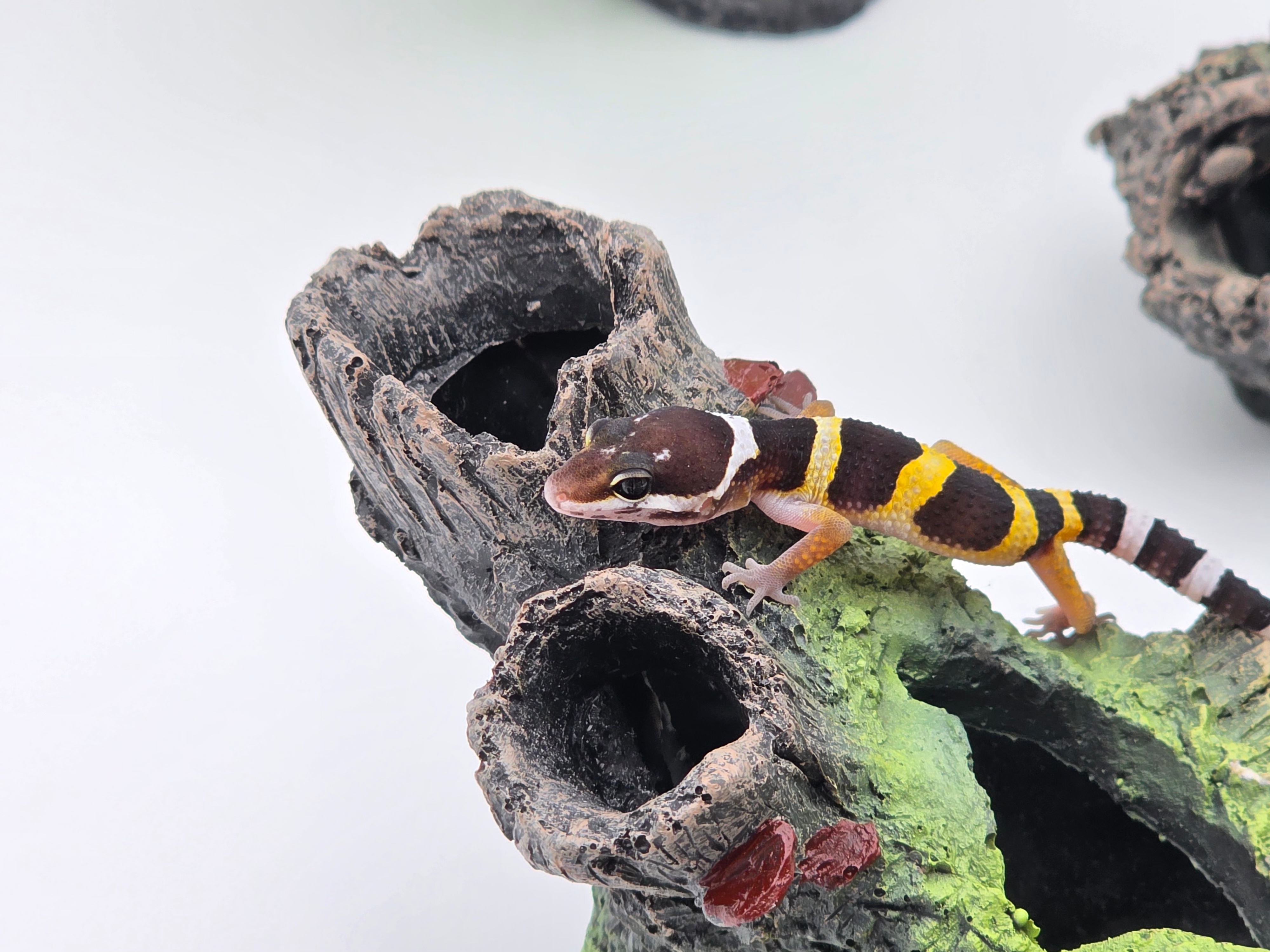 Eublepharis macularius, TSD mÃ¢le nÃ© en 2025, "Naturel 100% het.murphy patternless", Nom/rÃ©fÃ©rence : DEVINO