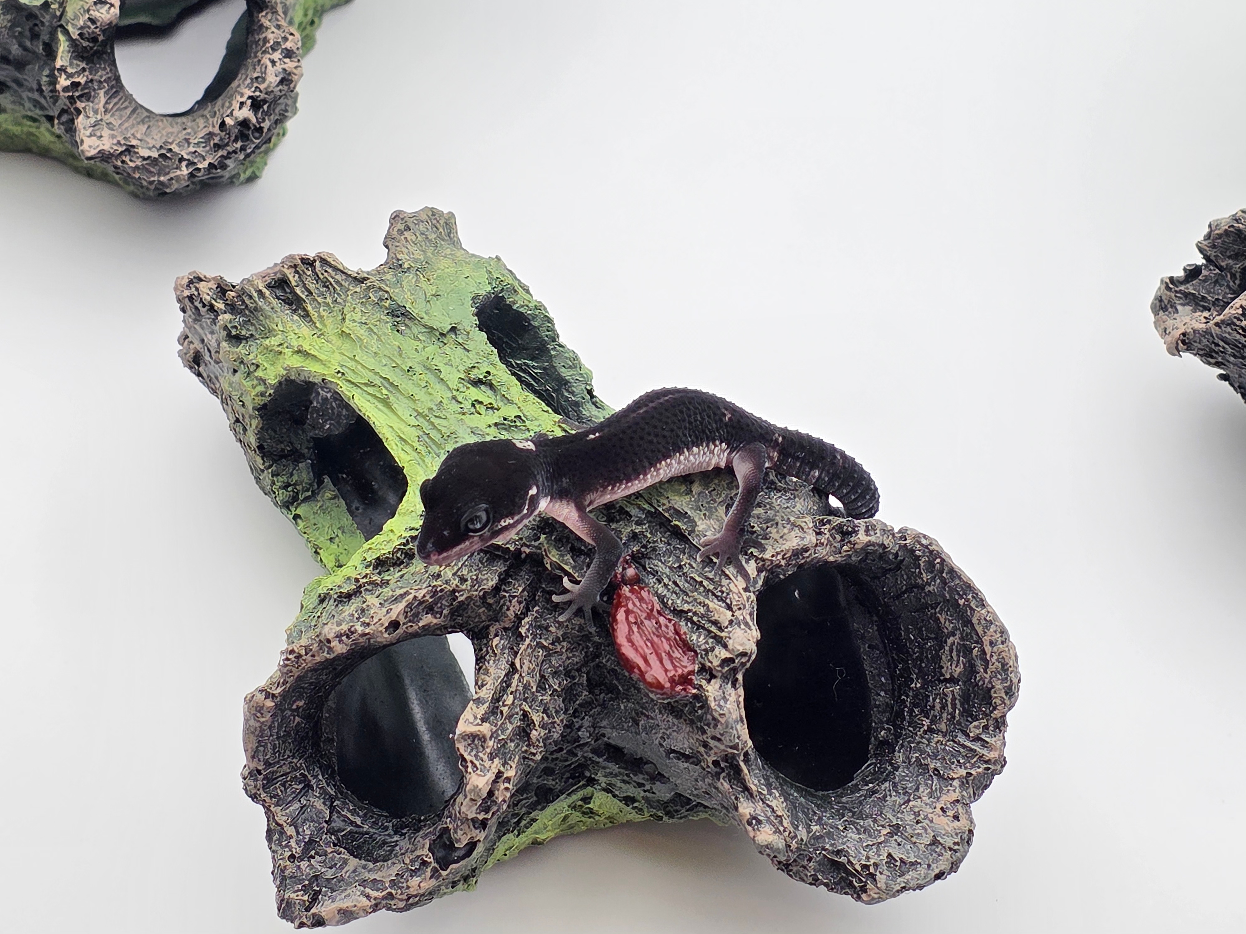 Eublepharis macularius, TSD femelle nÃ©e en 2025, "Mack snow black night (extrÃªme black) bold stripe jungle 66% het.eclipse", Nom/rÃ©fÃ©rence : FOULA