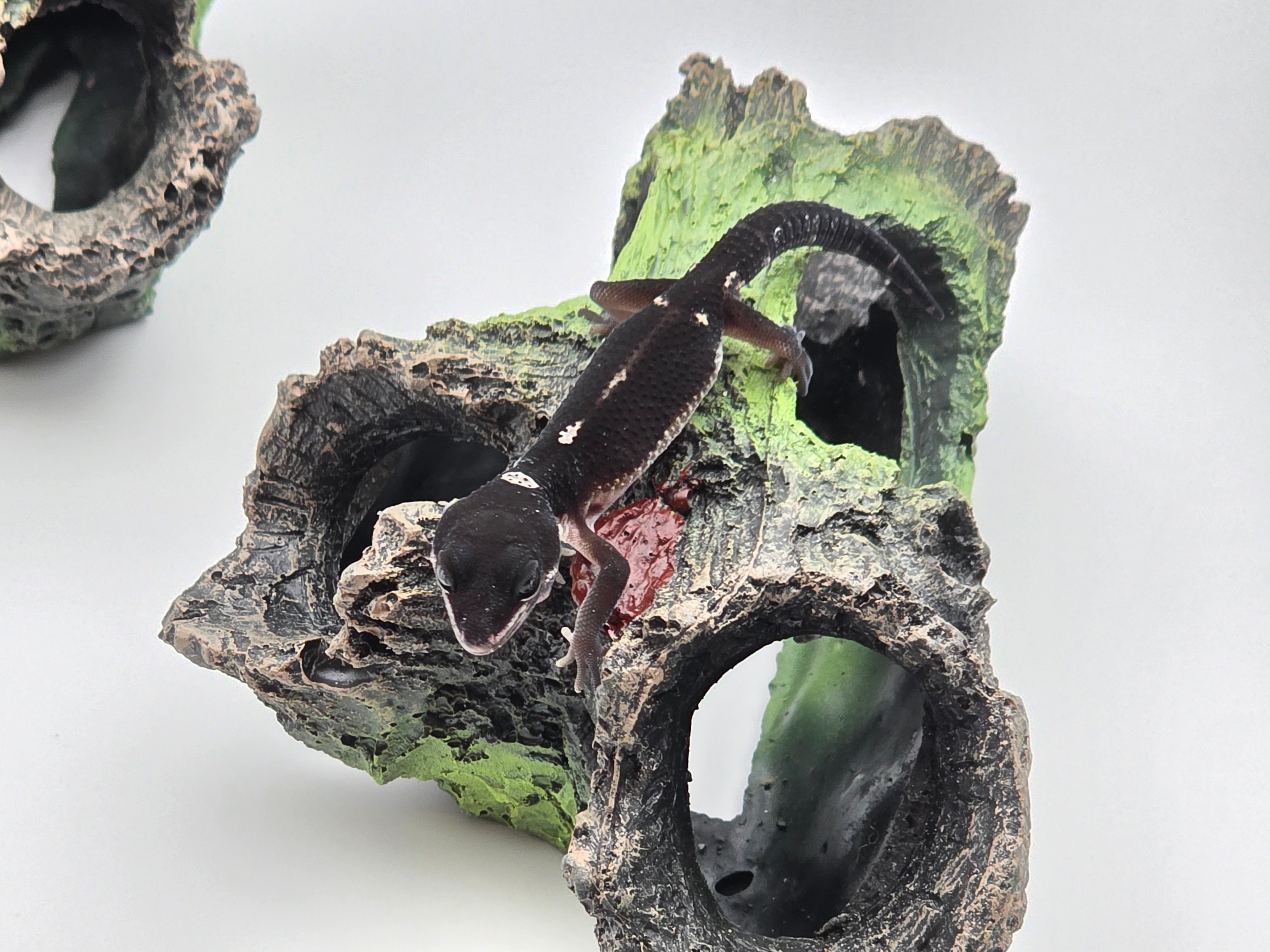 Eublepharis macularius, TSD femelle née en 2025, "Mack snow black night (extrême black) bold stripe jungle 66% het.eclipse", Nom/référence : BAKANIA