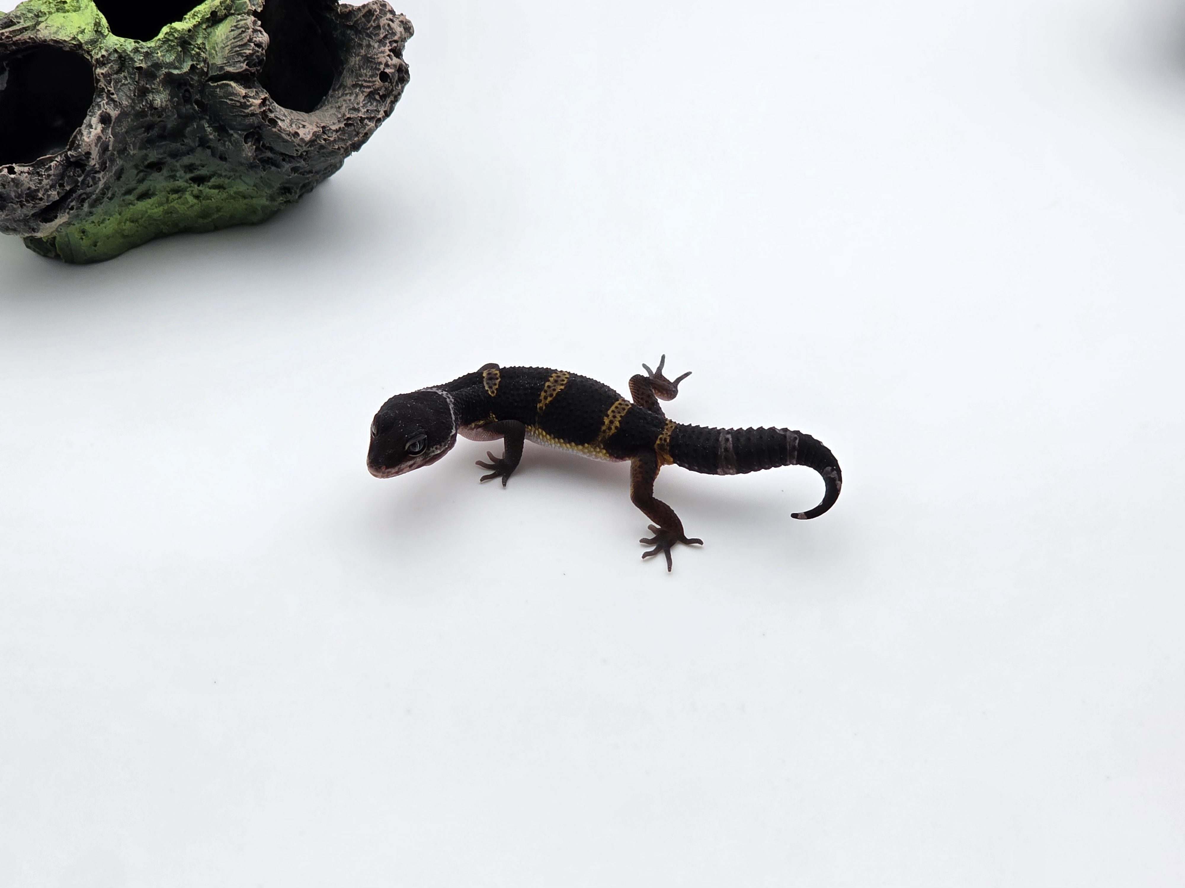 Eublepharis macularius, TSD mÃ¢le nÃ© en 2025, "Mack snow black night (full black) 66% het.eclipse", Nom/rÃ©fÃ©rence : MADONIO