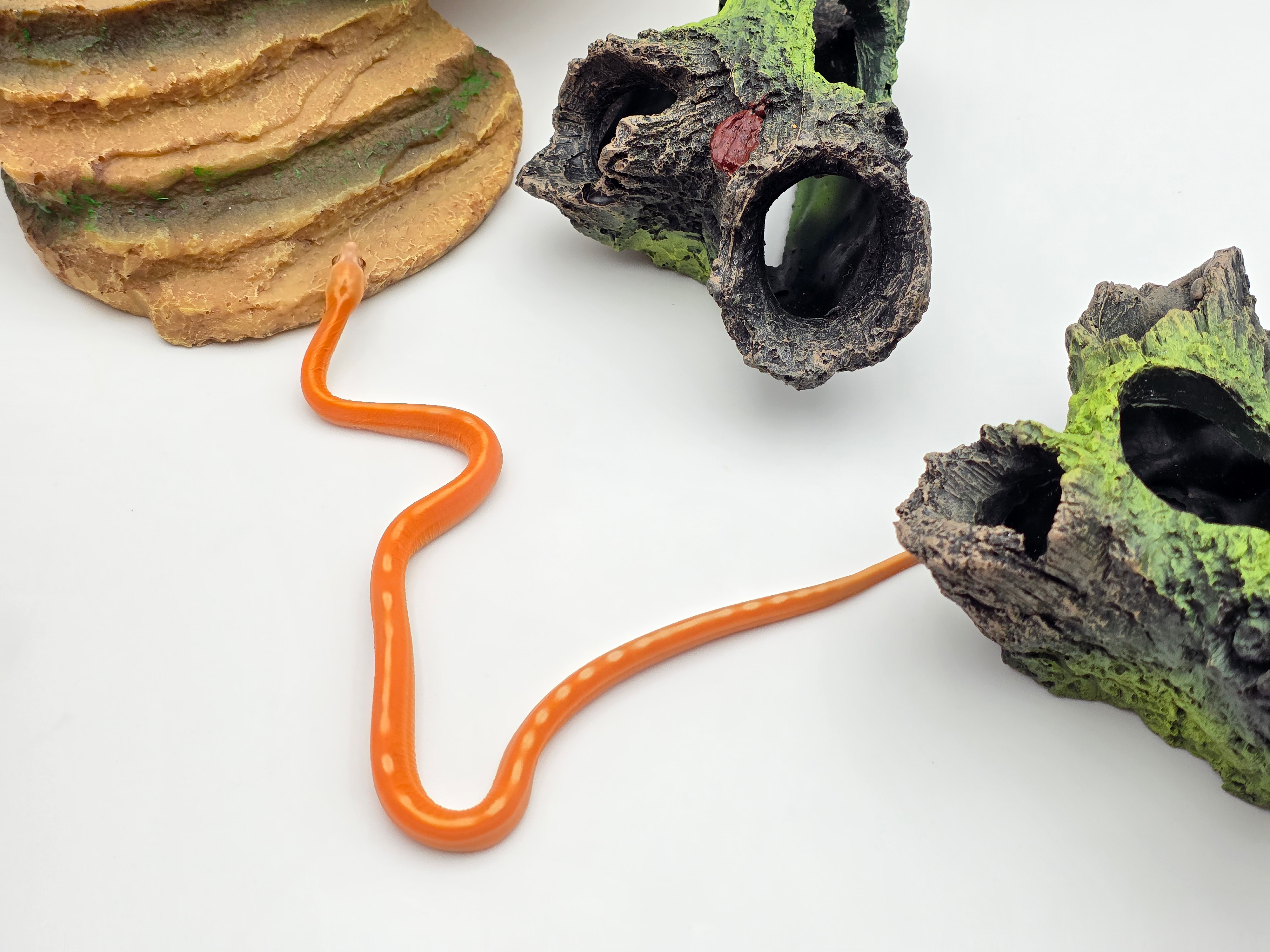 Pantherophis emoryi sp scaleless, jeune mÃ¢le nÃ© en 2025 Ã  l'Ã©levage, RARE "Scaleless emoryi ghost motley/stripe 50% het.albinos 33% het.caramel" Nom/rÃ©fÃ©rence : OLFIDO