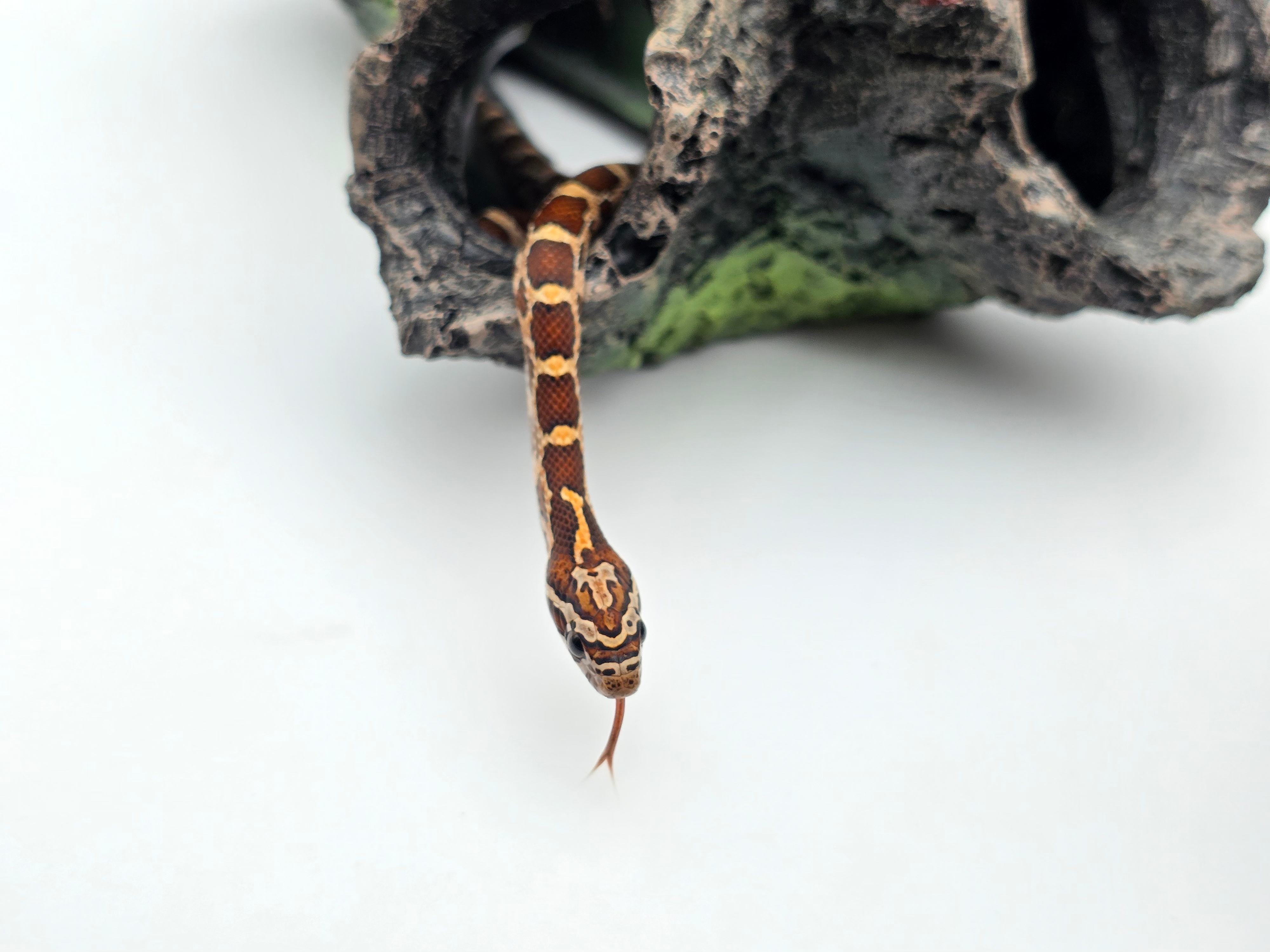 Pantherophis guttatus sp scaleless, jeune mÃ¢le nÃ© en 2025 "Naturel 66% het.scaleless anery hypo 33% het.albinos" Nom : CARMO