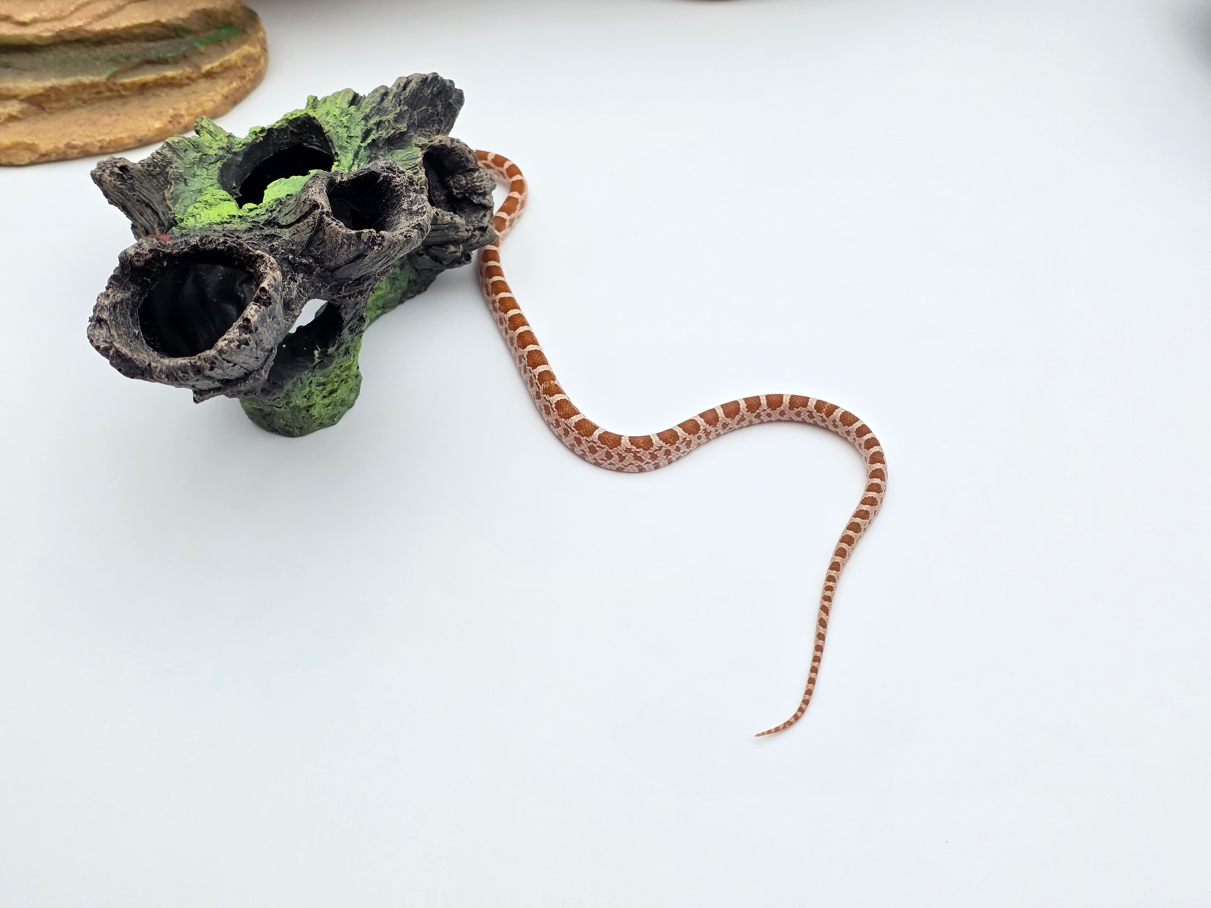 Pantherophis emoryi sp scaleless, jeune mÃ¢le nÃ© en 2025 Ã  l'Ã©levage, RARE "Emoryi ghost 66% het.scaleless motley 50% het.albinos 33% het.caramel" Nom/rÃ©fÃ©rence : IFADO