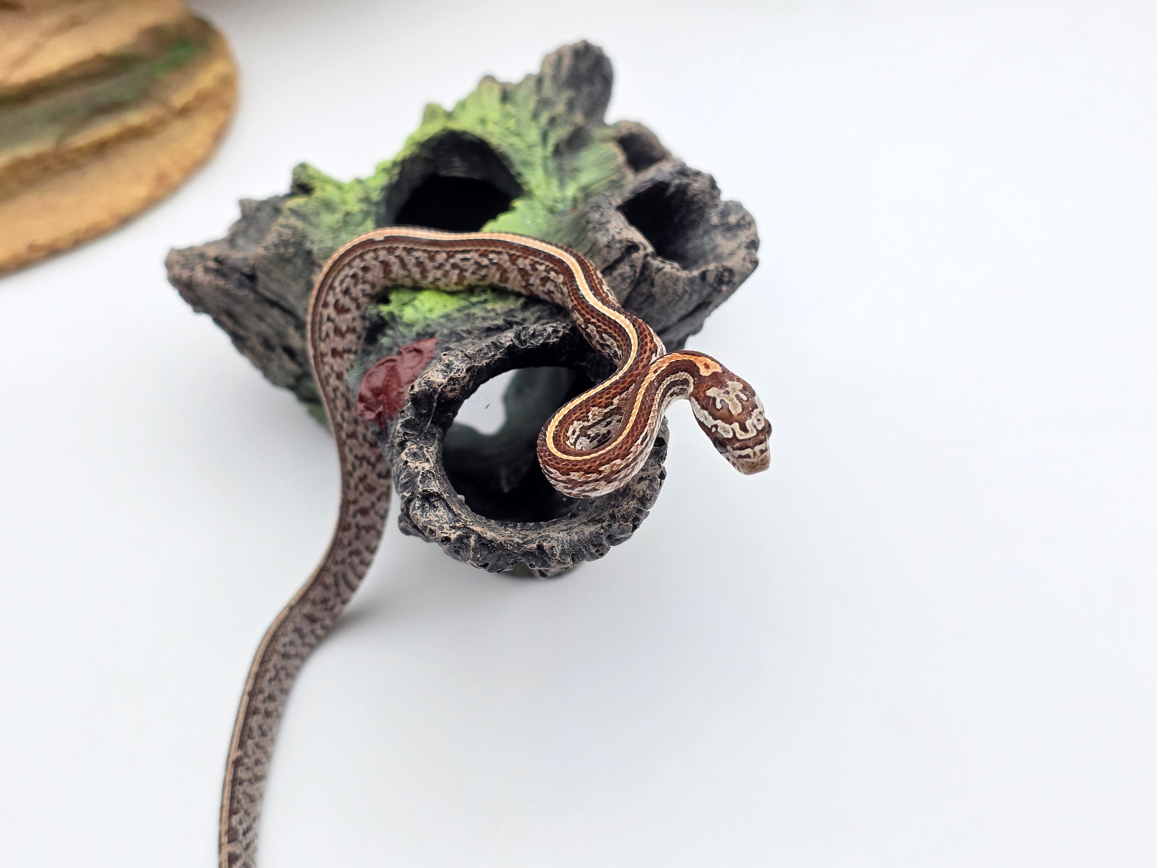 Pantherophis guttatus sp scaleless, jeune mÃ¢le nÃ© en 2025 "Tessera 66% het.scaleless hypo 50% het.albinos anery" Nom : ORMIO