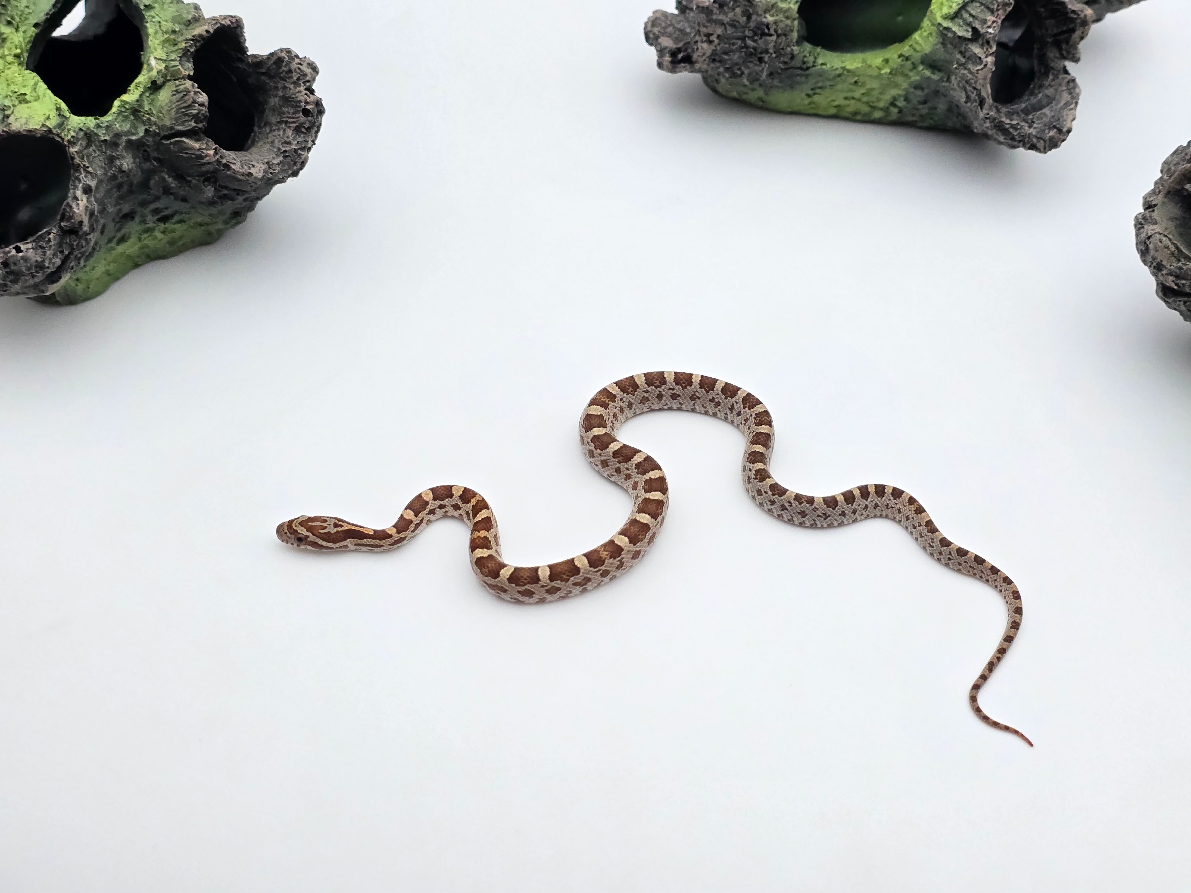 Pantherophis emoryi sp scaleless, jeune mÃ¢le nÃ© en 2025 Ã  l'Ã©levage, RARE "Emoryi 66% het.scaleless ghost (emoryi gÃ¨ne) motley 50% het.albinos 33% het.caramel" Nom/rÃ©fÃ©rence : EFDO