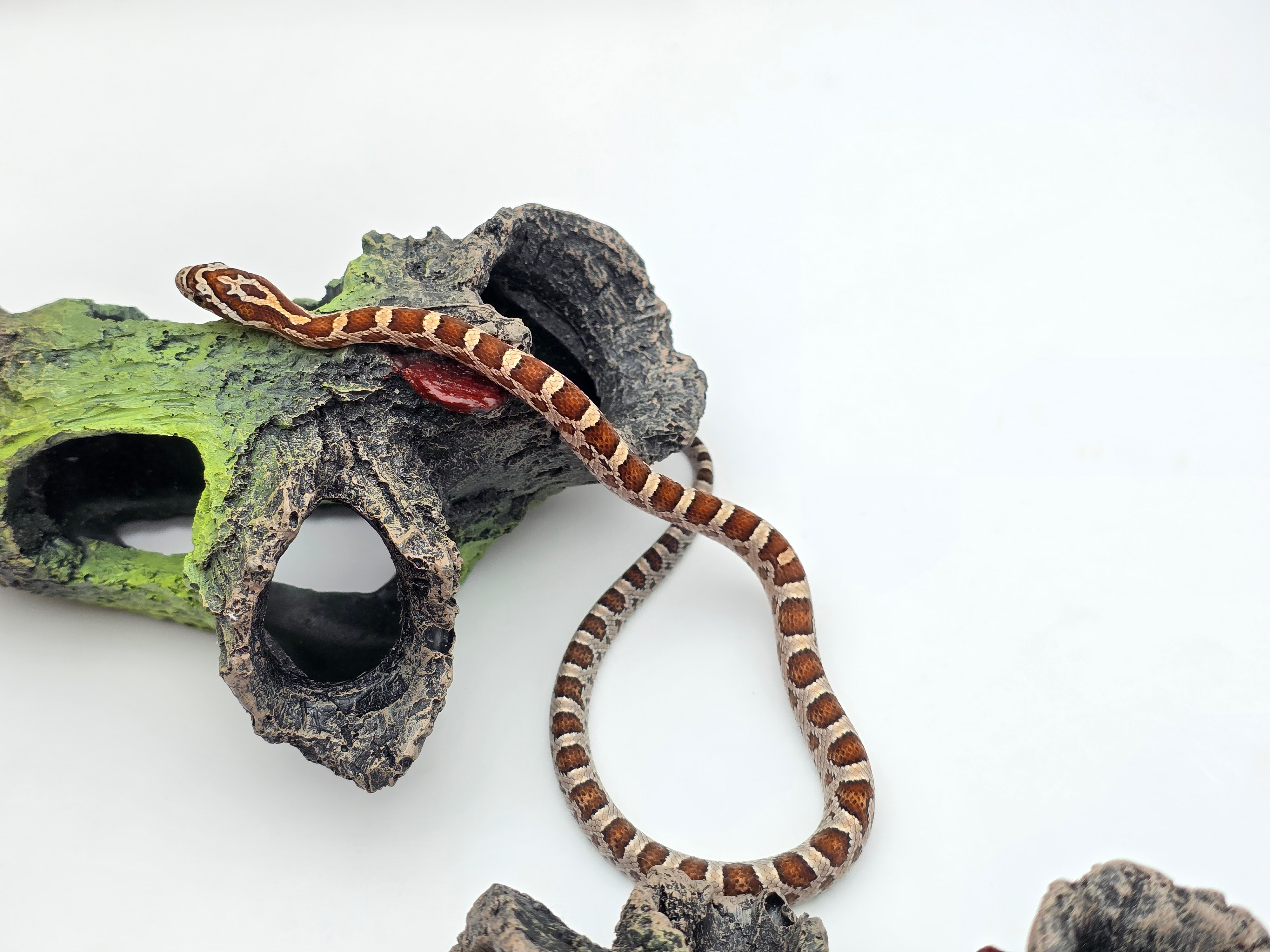 Pantherophis guttatus sp scaleless, jeune mÃ¢le nÃ© en 2025 "Naturel 66% het.scaleless hypo 50% het.albinos anery" Nom : KRIMO