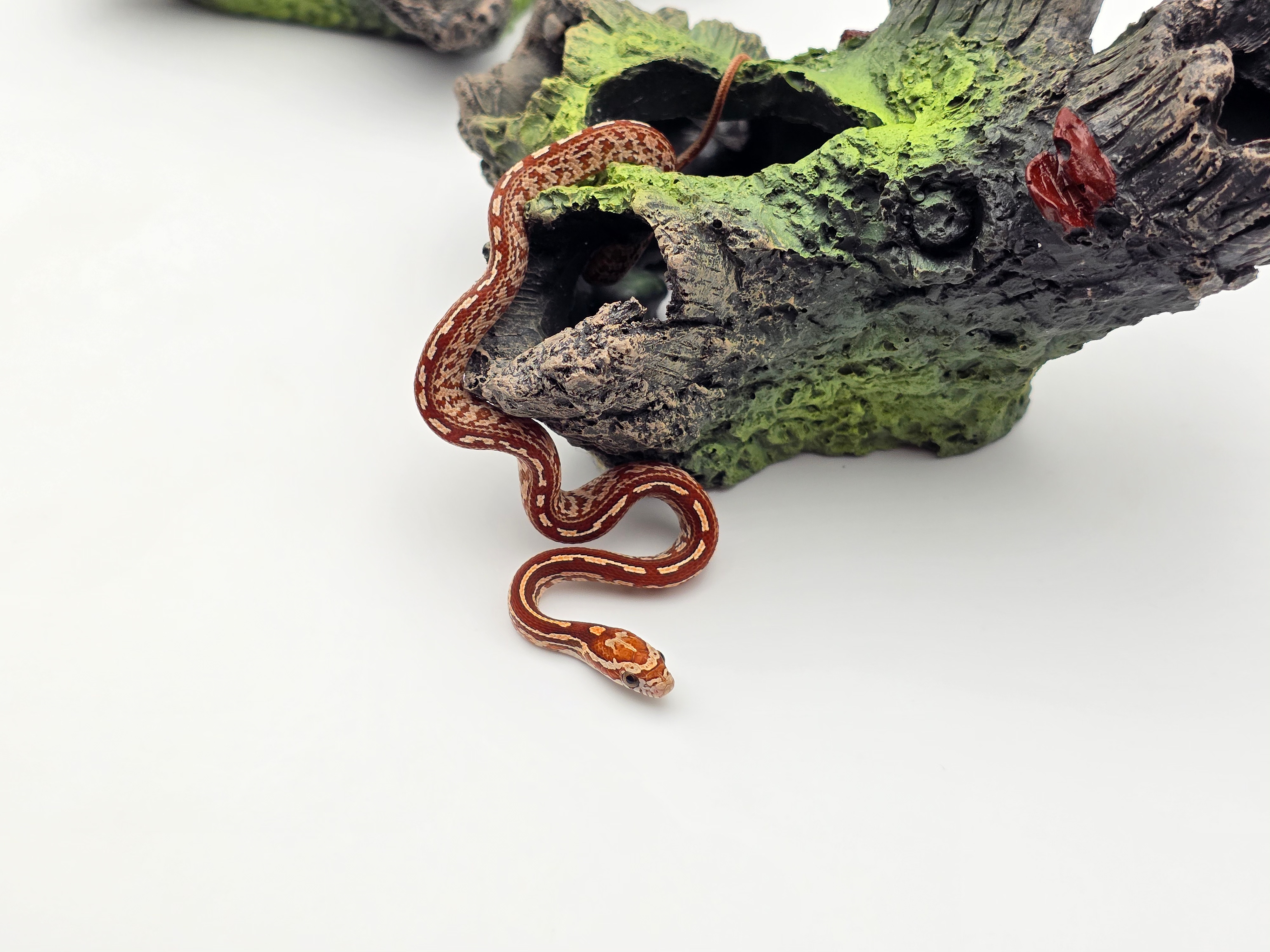 Pantherophis guttatus, jeune femelle nÃ©e en 2025, "Tessera 66% het.palmetto albinos stripe 50% caramel motley lavender" Nom : IKATA