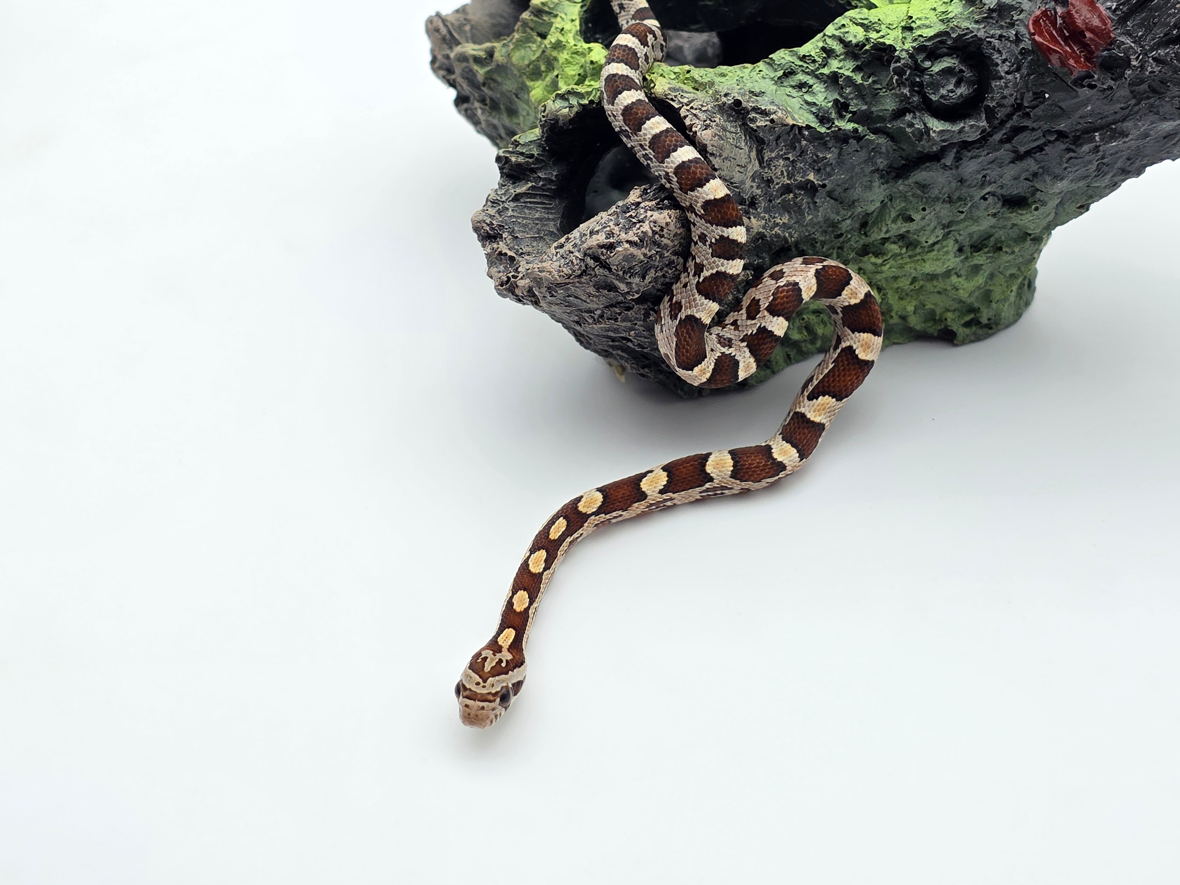 Pantherophis guttatus sp scaleless, jeune mÃ¢le nÃ© en 2025 "Naturel 66% het.scaleless hypo 50% het.albinos anery" Nom : AMIRO