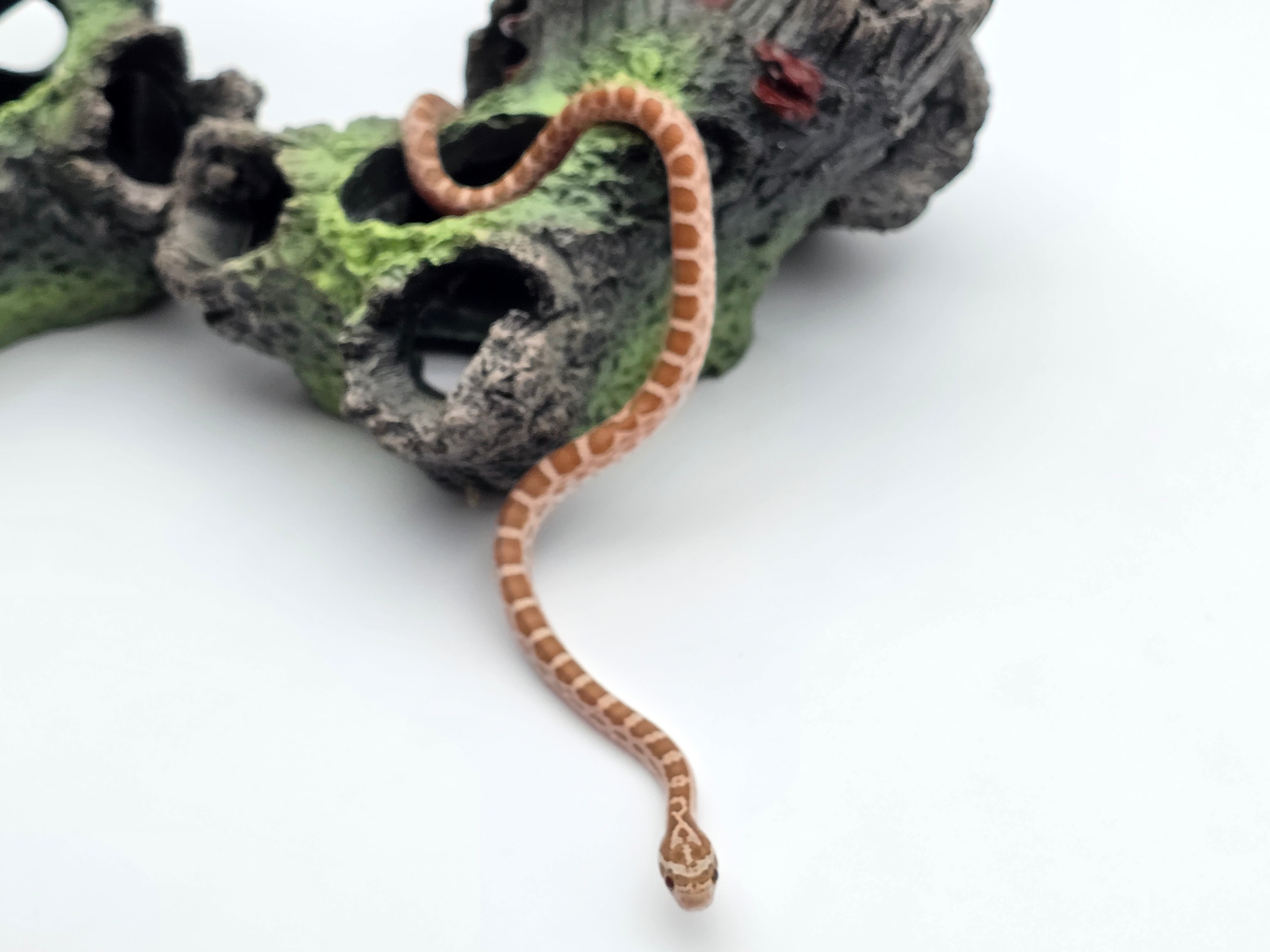 Pantherophis emoryi sp scaleless, jeune mÃ¢le nÃ© en 2025 Ã  l'Ã©levage, RARE "Emoryi ghost 66% het.scaleless motley 50% het.albinos 33% het.caramel" Nom/rÃ©fÃ©rence : CAFIDO