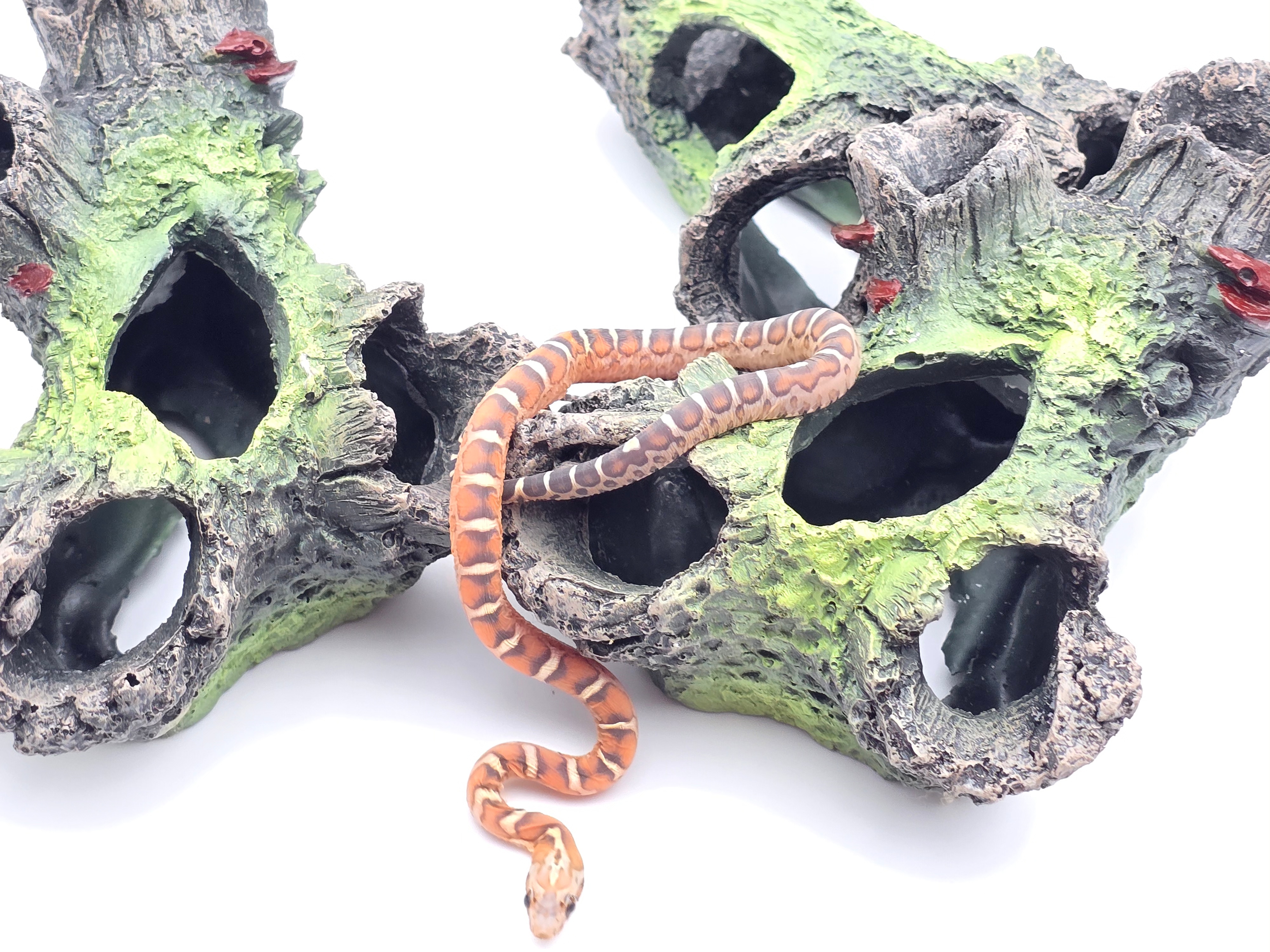 Pantherophis guttatus sp scaleless, jeune mÃ¢le nÃ© en 2025 "Scaleless 66% het.hypo 50% het.albinos anery" Nom : KATIMO