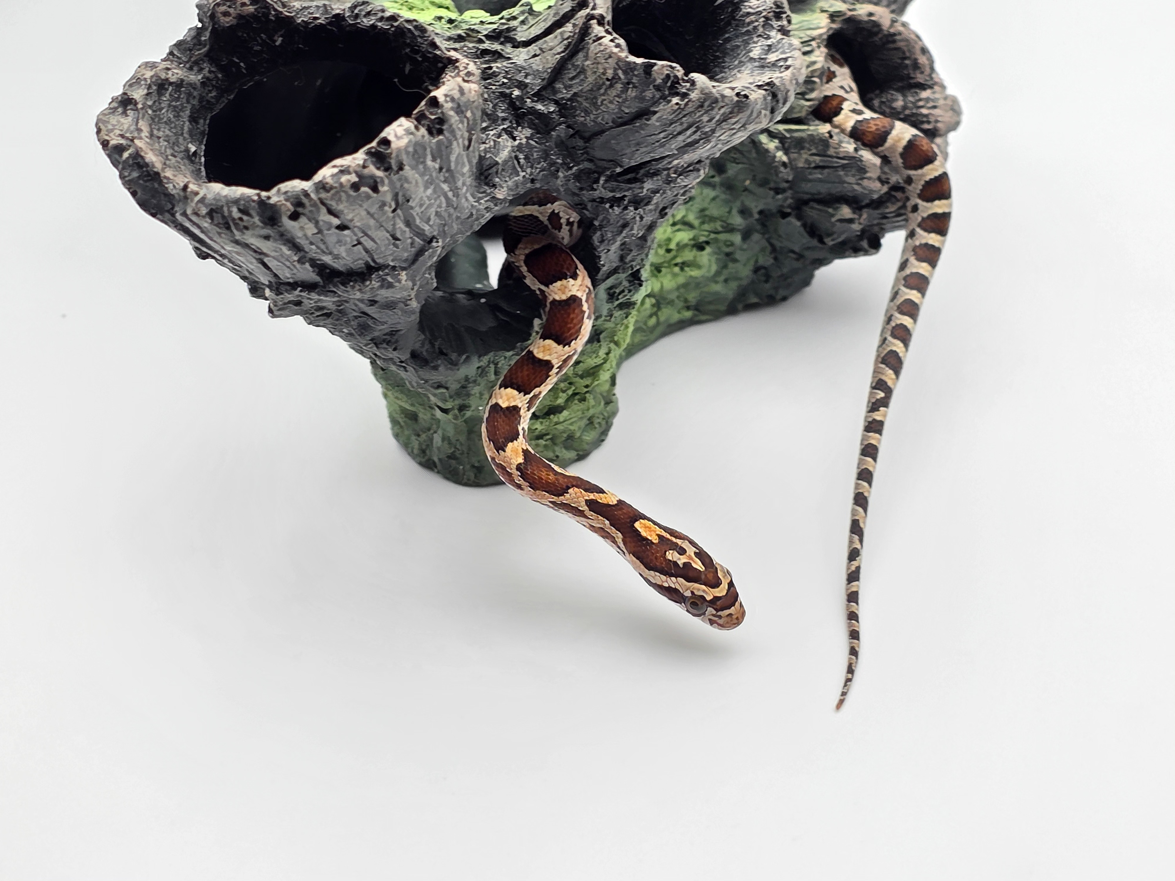 Pantherophis guttatus sp scaleless, jeune femelle nÃ©e en 2025 "Naturel 66% het.scaleless hypo 50% het.albinos anery" Nom : KATIMA