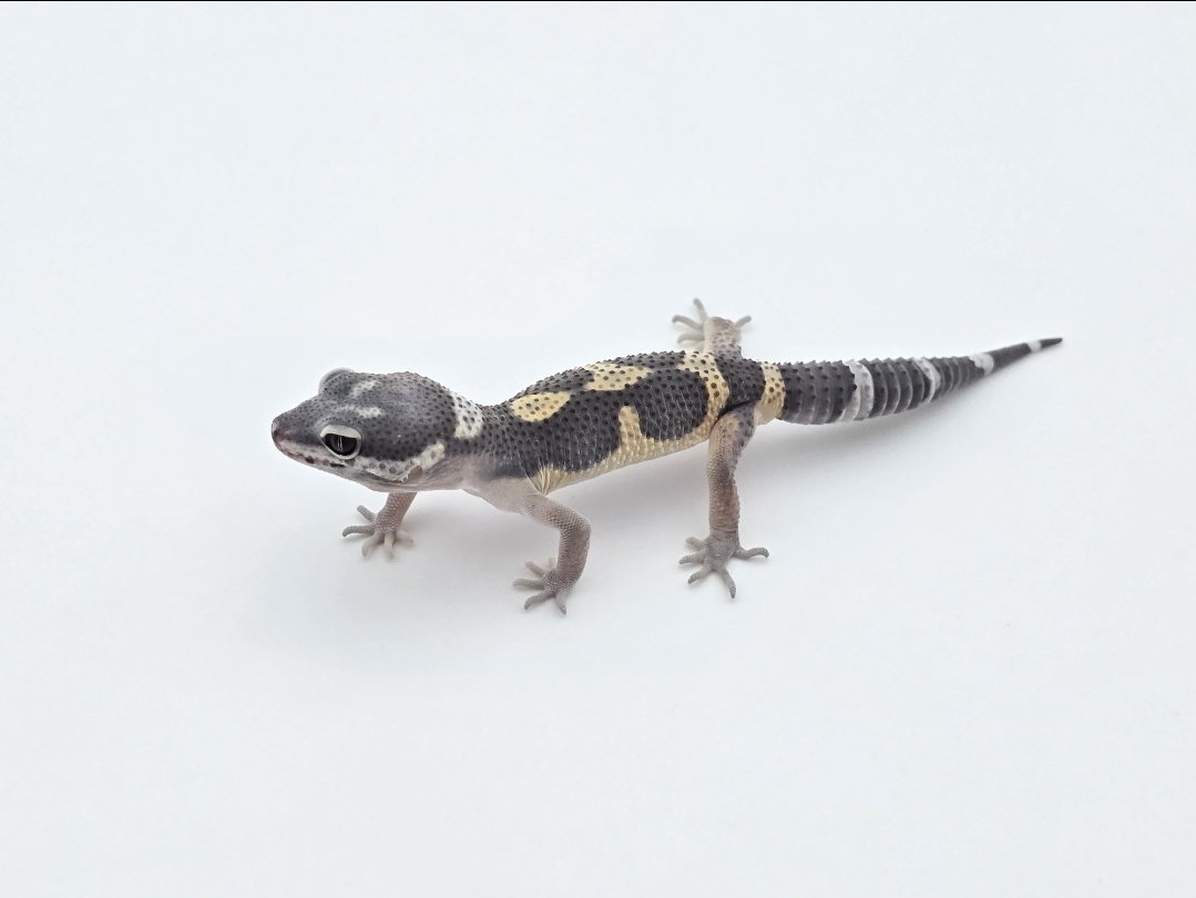 Eublepharis macularius, femelle nÃ©e en 2025, "Black night bold stripe/jungle", Nom/rÃ©fÃ©rence : PALAMA