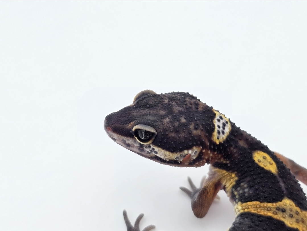 Eublepharis macularius, femelle nÃ©e en 2025, "Black night", Nom/rÃ©fÃ©rence : TEPHANA