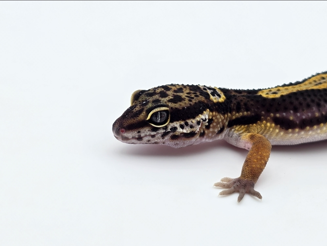 Eublepharis macularius, femelle nÃ©e en 2025, "Black night bold stripe", Nom/rÃ©fÃ©rence : BOLA