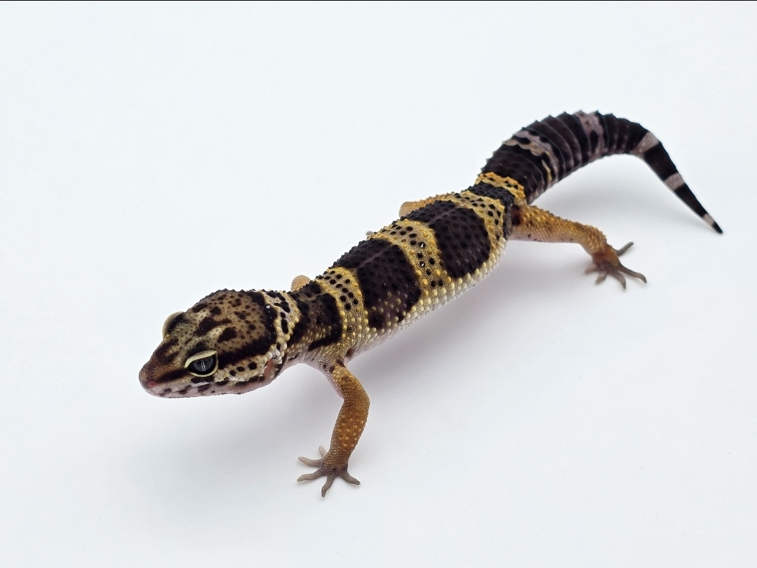 Eublepharis macularius, femelle nÃ©e en 2025, "Black night", Nom/rÃ©fÃ©rence : CALUDA