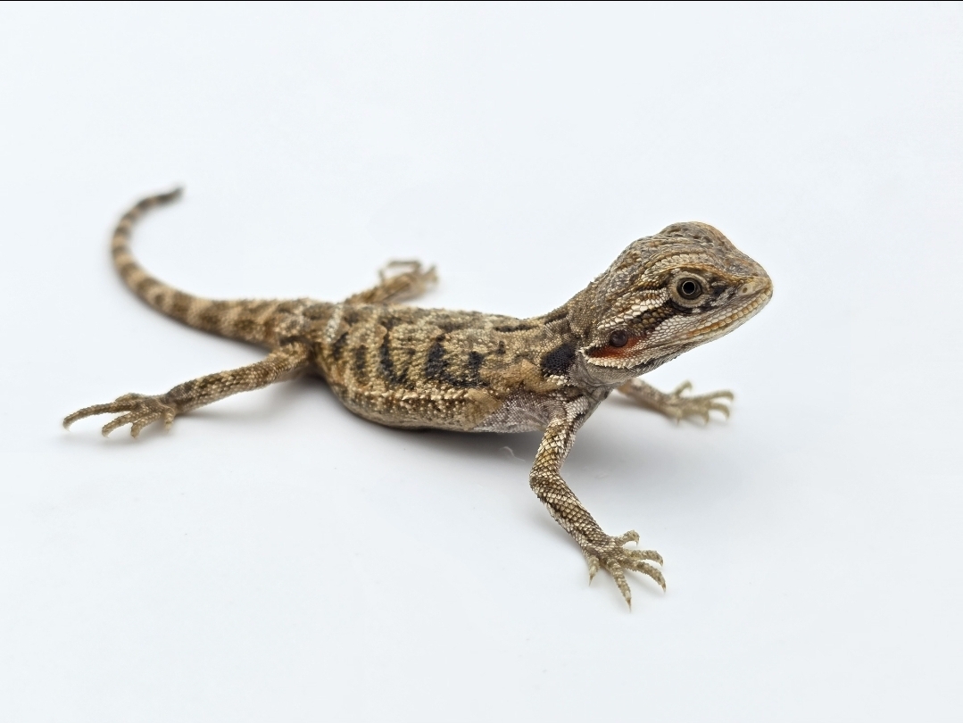 Pogona vitticeps, insÃ©xÃ© nÃ© en 2025, "Hypo 66% het.transluscent", Nom/rÃ©fÃ©rence : OEFARI