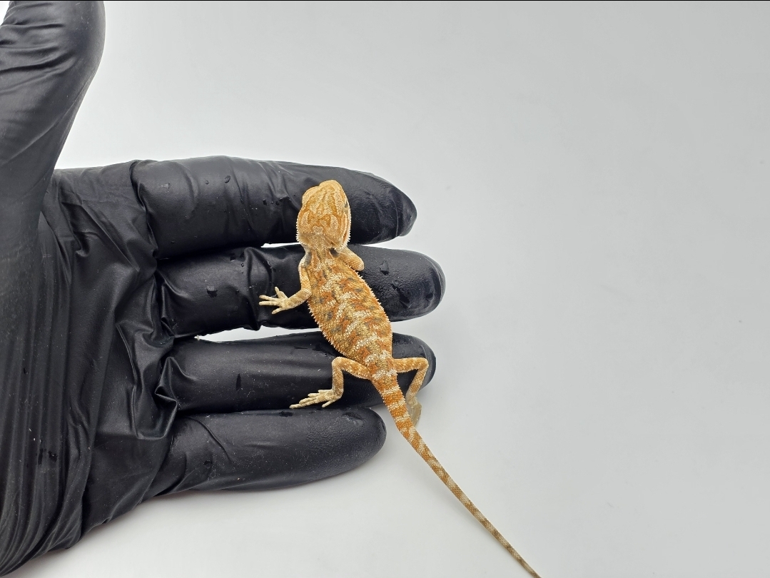 Pogona vitticeps, insÃ©xÃ© nÃ© en 2025, "Hypo orange/citrus blue bar 66% het.transluscent", Nom/rÃ©fÃ©rence : RAFI