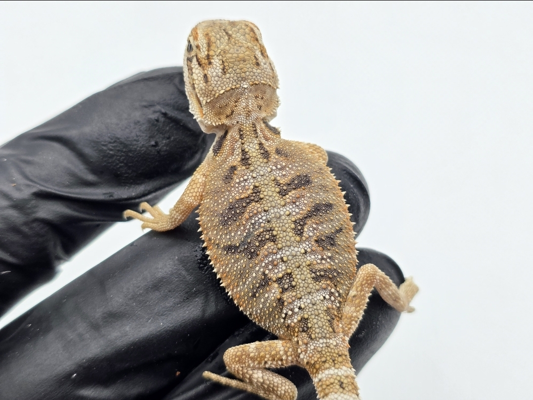 Pogona vitticeps, insÃ©xÃ© nÃ© en 2025, "Hypo citrus/orange blue bar 66% het.transluscent", Nom/rÃ©fÃ©rence : FIF