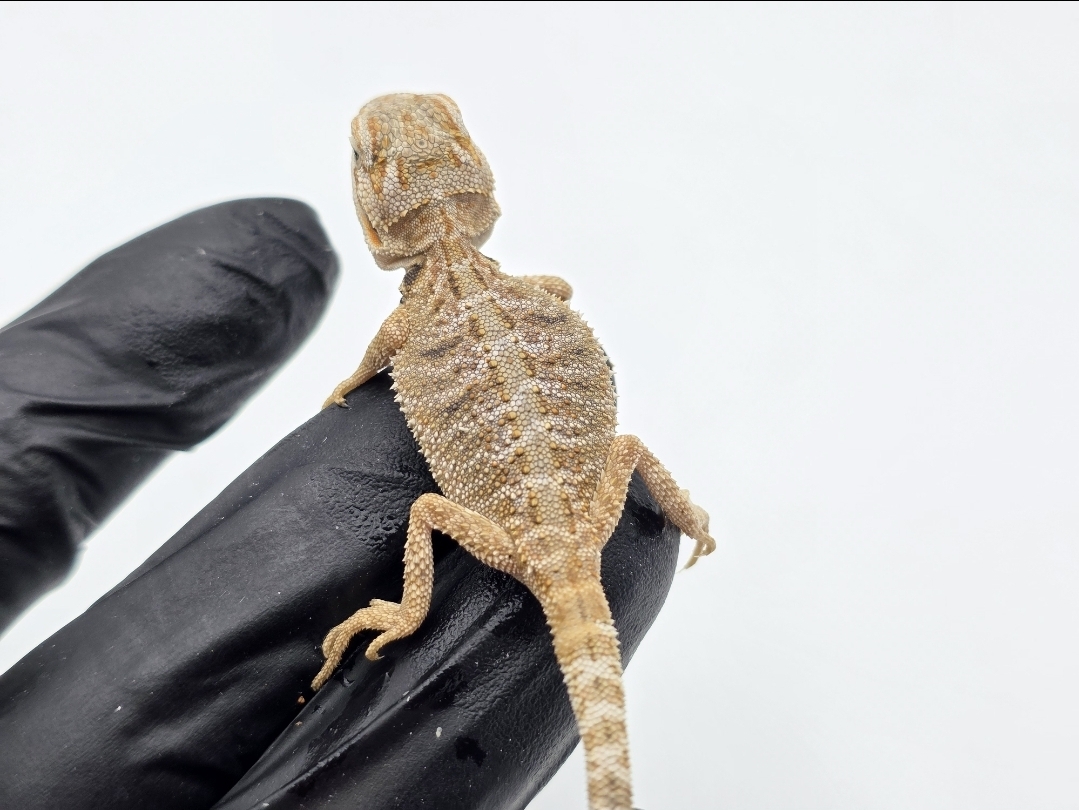Pogona vitticeps, inséxé né en 2025, "Hypo citrus/orange blue bar 66% het.transluscent", Nom/référence : SIF