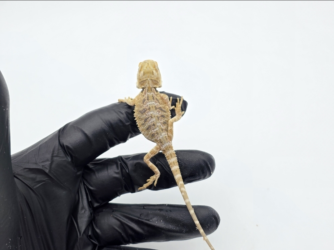 Pogona vitticeps, insÃ©xÃ© nÃ© en 2025, "Hypo citrus/orange blue bar 66% het.transluscent", Nom/rÃ©fÃ©rence : FLOF