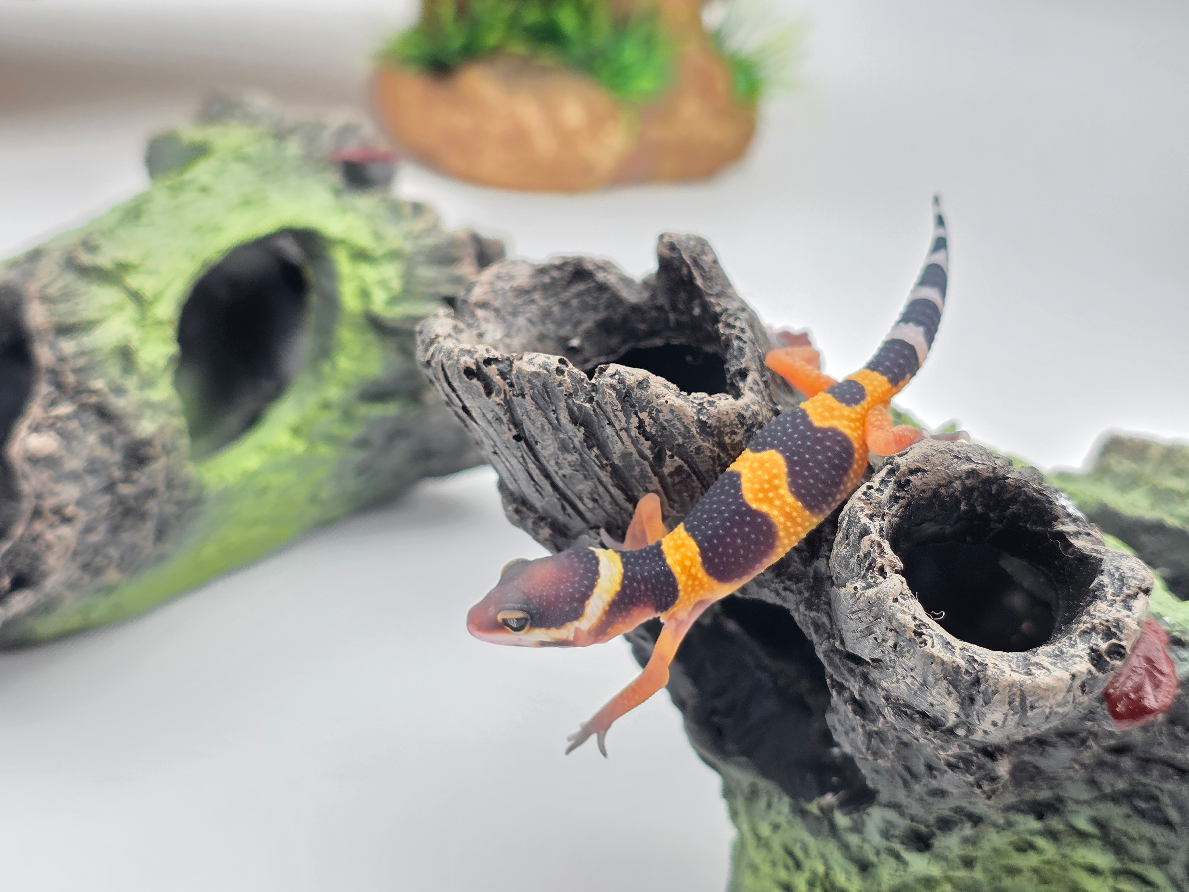 Eublepharis macularius, TSD mÃ¢le nÃ© en 2025, "Electric emerine (poss bandit) 66% het.eclipse", Nom/rÃ©fÃ©rence : PERNO