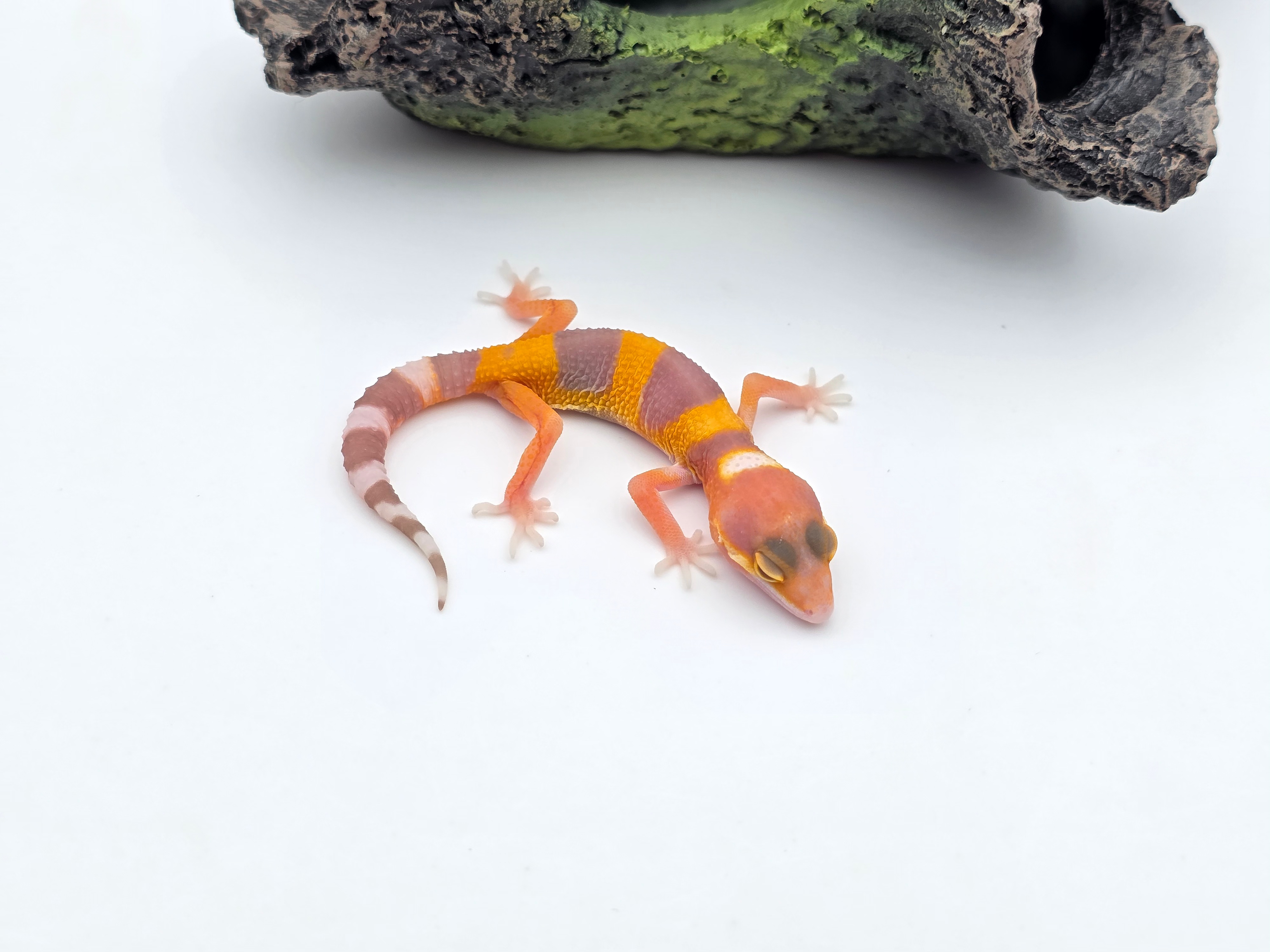 Eublepharis macularius, TSD mÃ¢le nÃ© en 2025, "Sunglow (bell) poss bandit", Nom/rÃ©fÃ©rence : VARINO