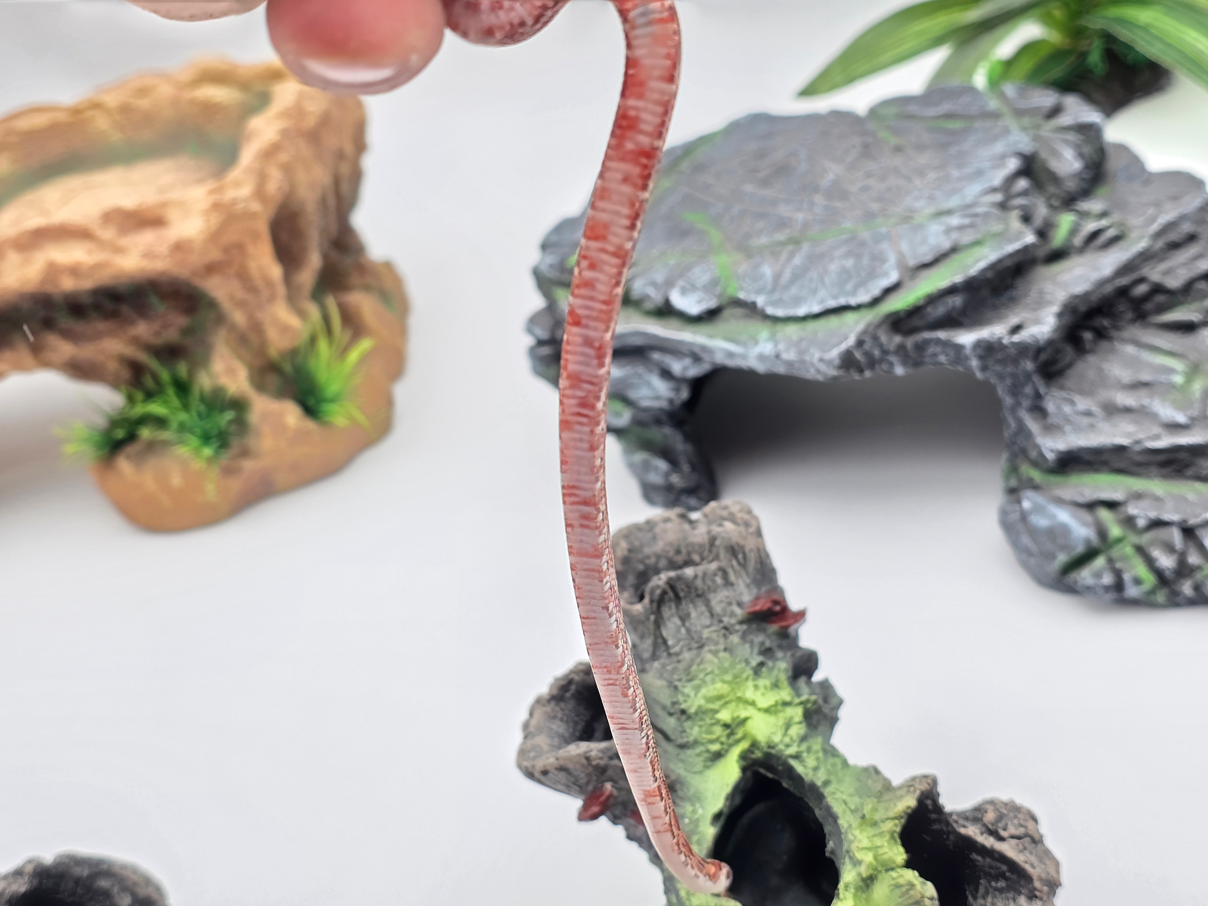 Pantherophis guttatus, jeune femelle nÃ©e en 2025, "Blood masque 100% het.albinos hypo piedside 33% het.anery motley" Nom : VIOLETA