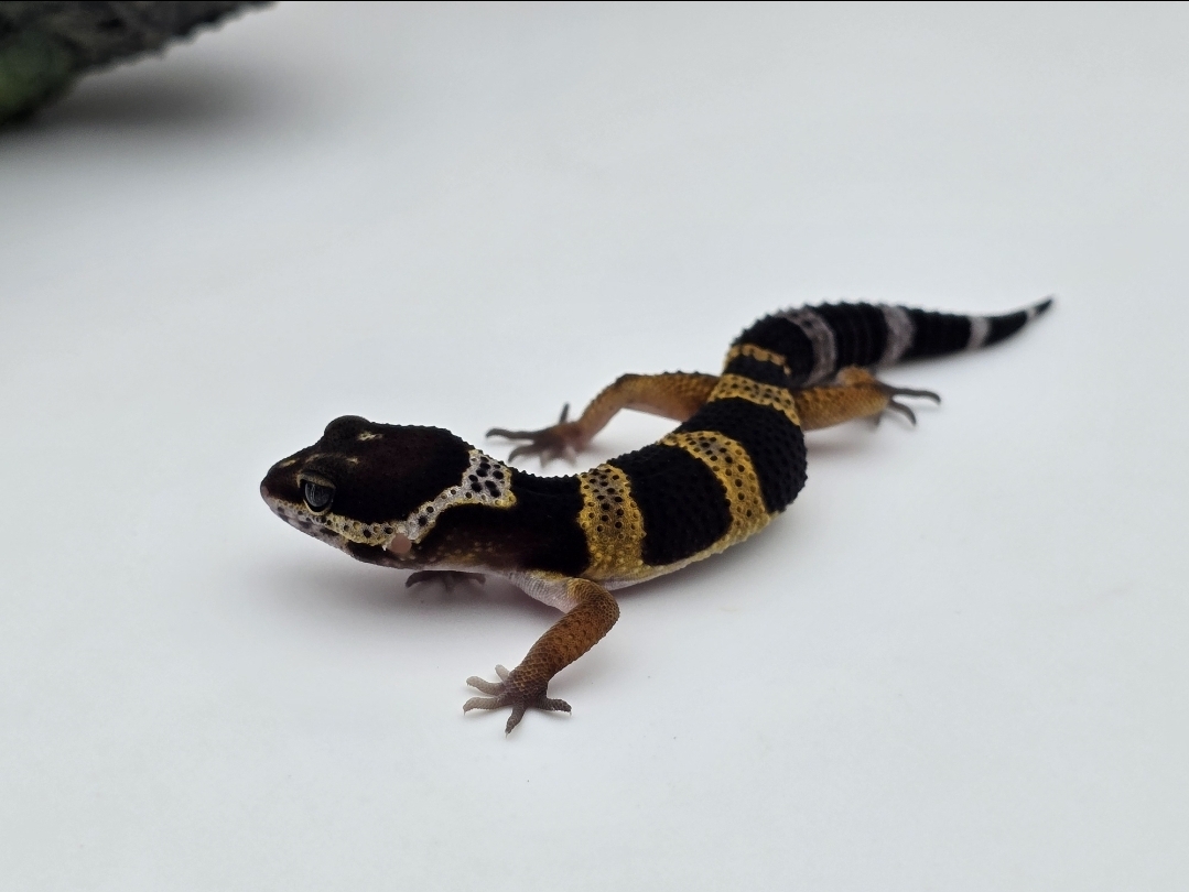 Eublepharis macularius, femelle nÃ©e en 2025, "Black night", Nom/rÃ©fÃ©rence : TUTOMA