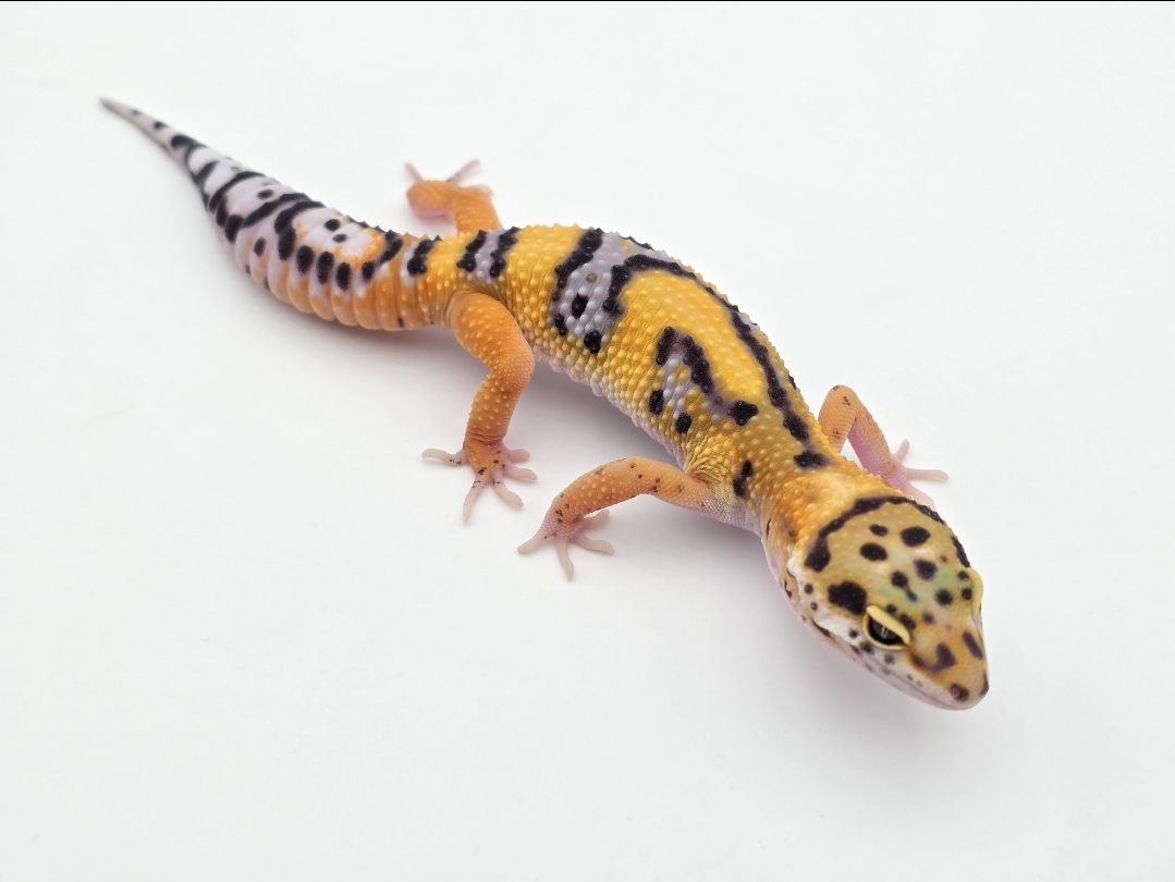 Eublepharis macularius, TSD mÃ¢le nÃ© en 2025, "Electric tangerine bandit jungle 66% het.tremper", Nom/rÃ©fÃ©rence : TAKI