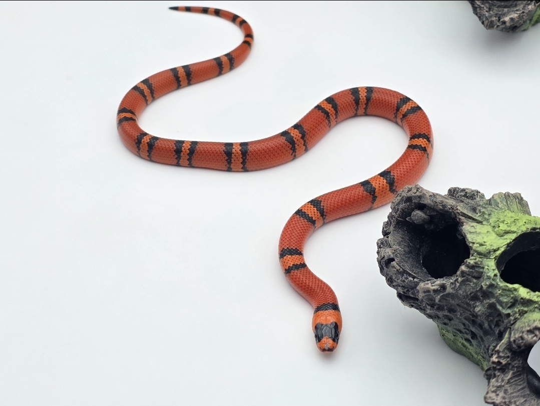 Lampropeltis triangulum hondurensis, MÃ¢le juvÃ©nile nÃ© en 2025 "Tangerine 100% het.albinos hypo" Nom : HONDO