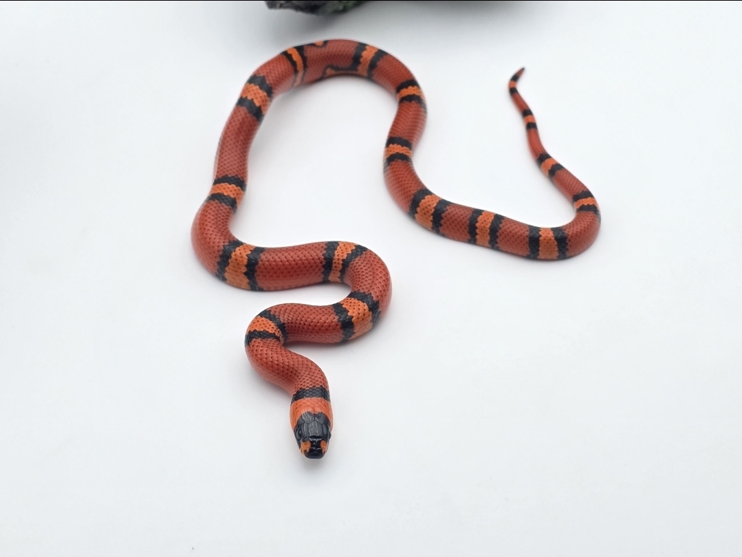 Lampropeltis triangulum hondurensis, Femelle juvÃ©nile nÃ©e en 2025 "Tangerine 100% het.albinos hypo" Nom : HONDAS
