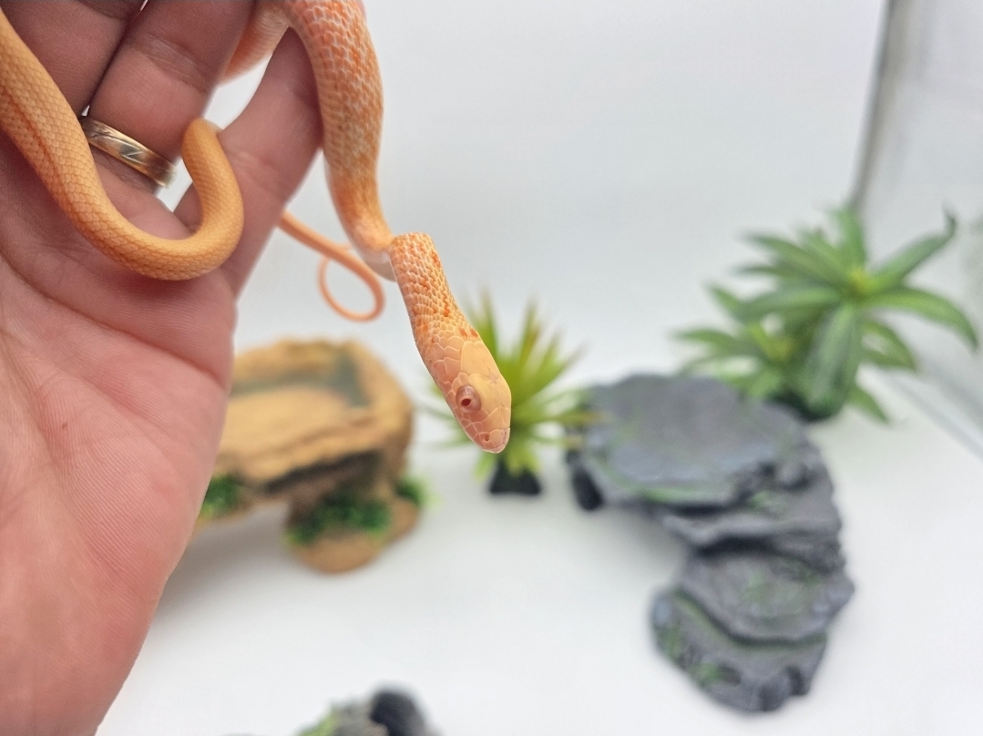 Elaphe carinata carinata, jeune mÃ¢le nÃ© en 2025, "Albinos T-", Nom/rÃ©fÃ©rence : CREDINO