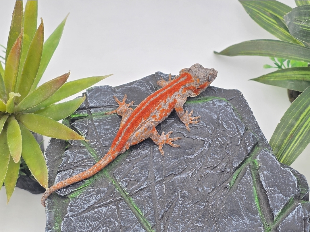 Rhacodactylus auriculatus, mÃ¢le nÃ© en 2025, "Red stripe", Nom/rÃ©fÃ©rence : GARGLO