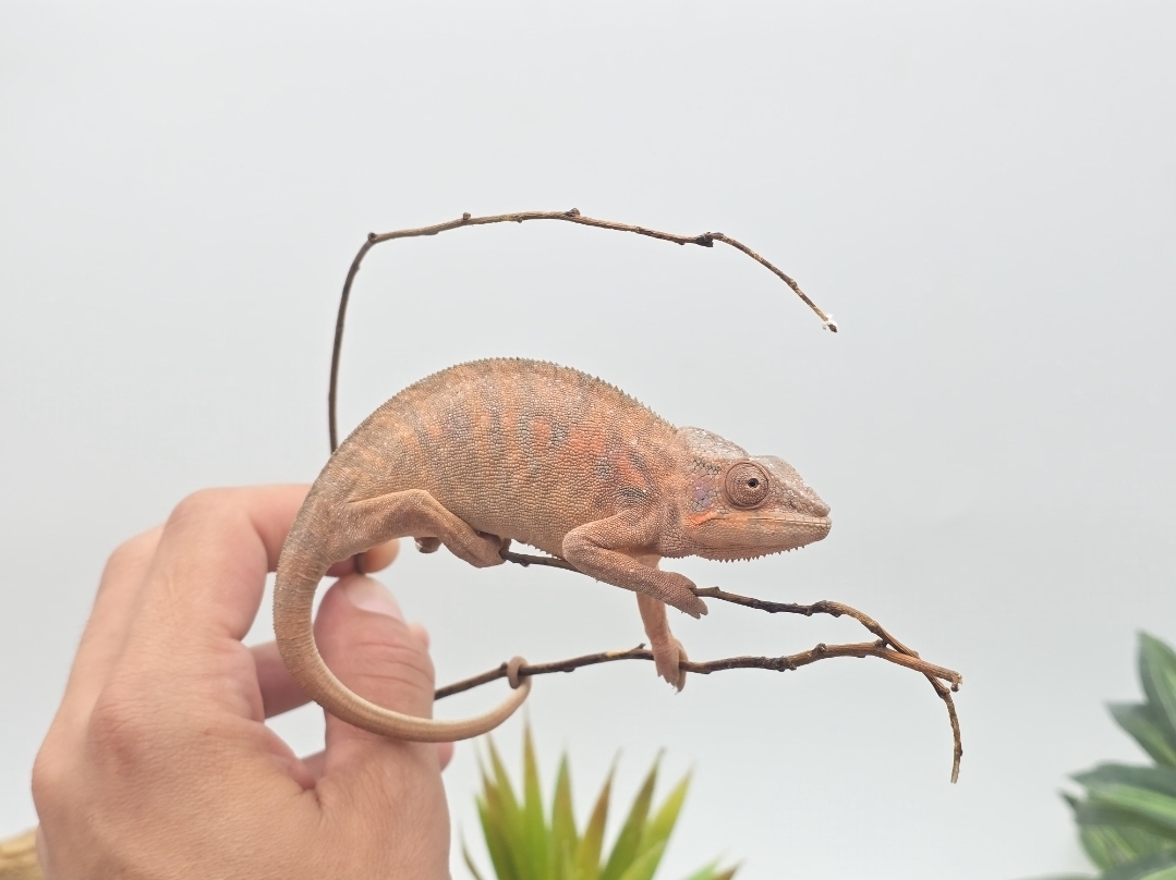 Furcifer pardalis, Femelle nÃ©e en 2025, "Ambilobe red bar" Nom : PERDIMA