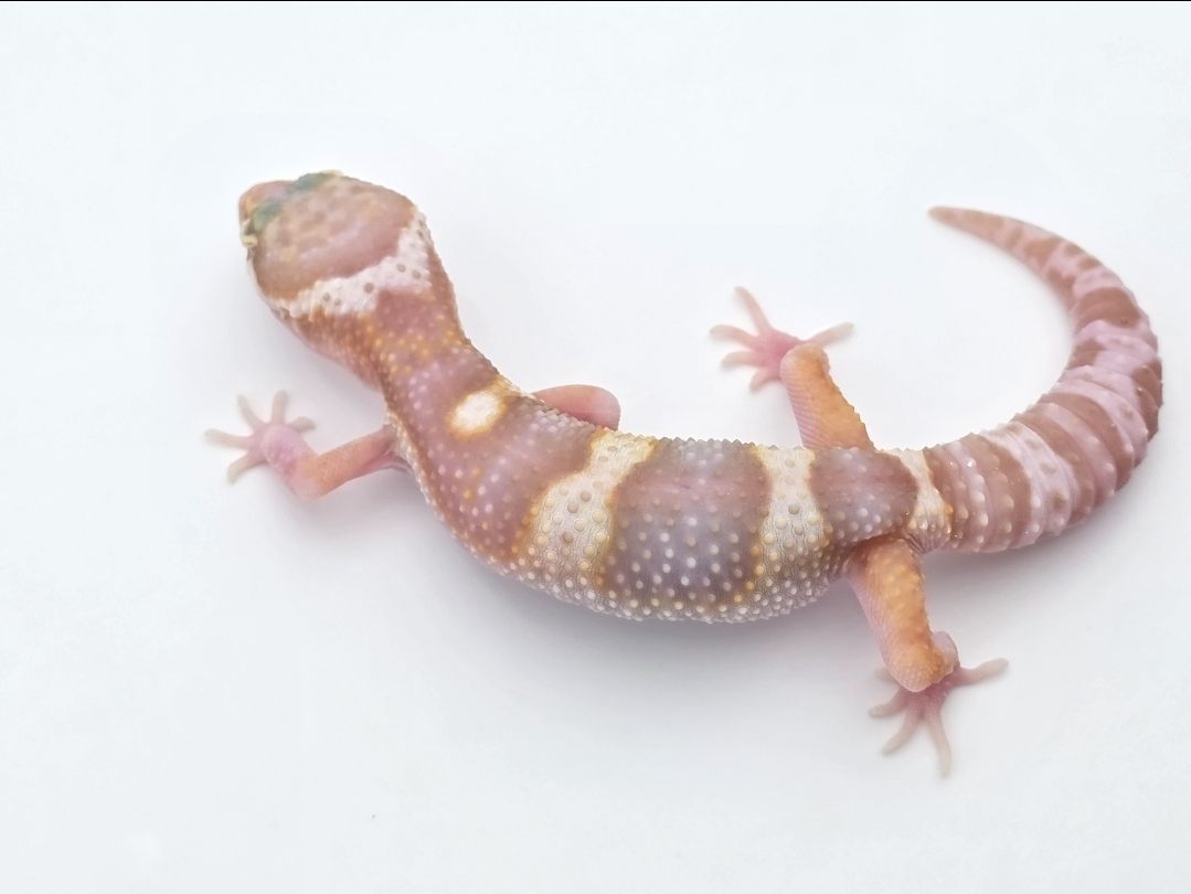 Eublepharis macularius, TSD mÃ¢le nÃ© en 2025, "Mack snow raptor (poss bandit)", Nom/rÃ©fÃ©rence : RODIONO