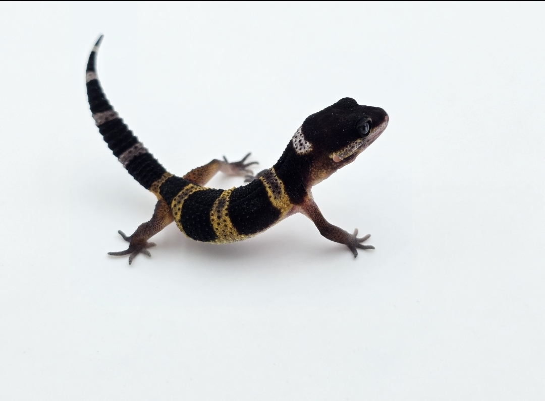 Eublepharis macularius, femelle nÃ©e en 2025, "Black night (full black)", Nom/rÃ©fÃ©rence : DISPARA