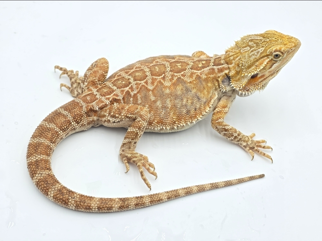 Pogona vitticeps, mÃ¢le nÃ© en 2025, "Leatherback red/orange", Nom/rÃ©fÃ©rence : CAROLO