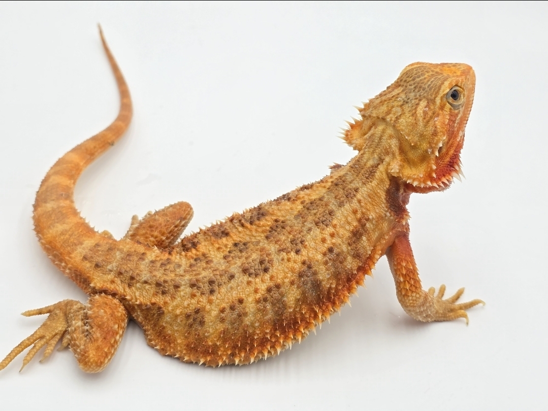 Pogona vitticeps, femelle nÃ©e en 2025, "Hypo super trans orange/red", Nom/rÃ©fÃ©rence : HIKINA